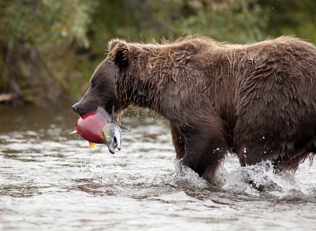 Witness the epitome of Alaska's untamed beauty: a majestic bear seizing its bounty. Embark on an unforgettable tour to experience nature's raw power. 🐻🐟 #AlaskaWilderness #BearEncounter
