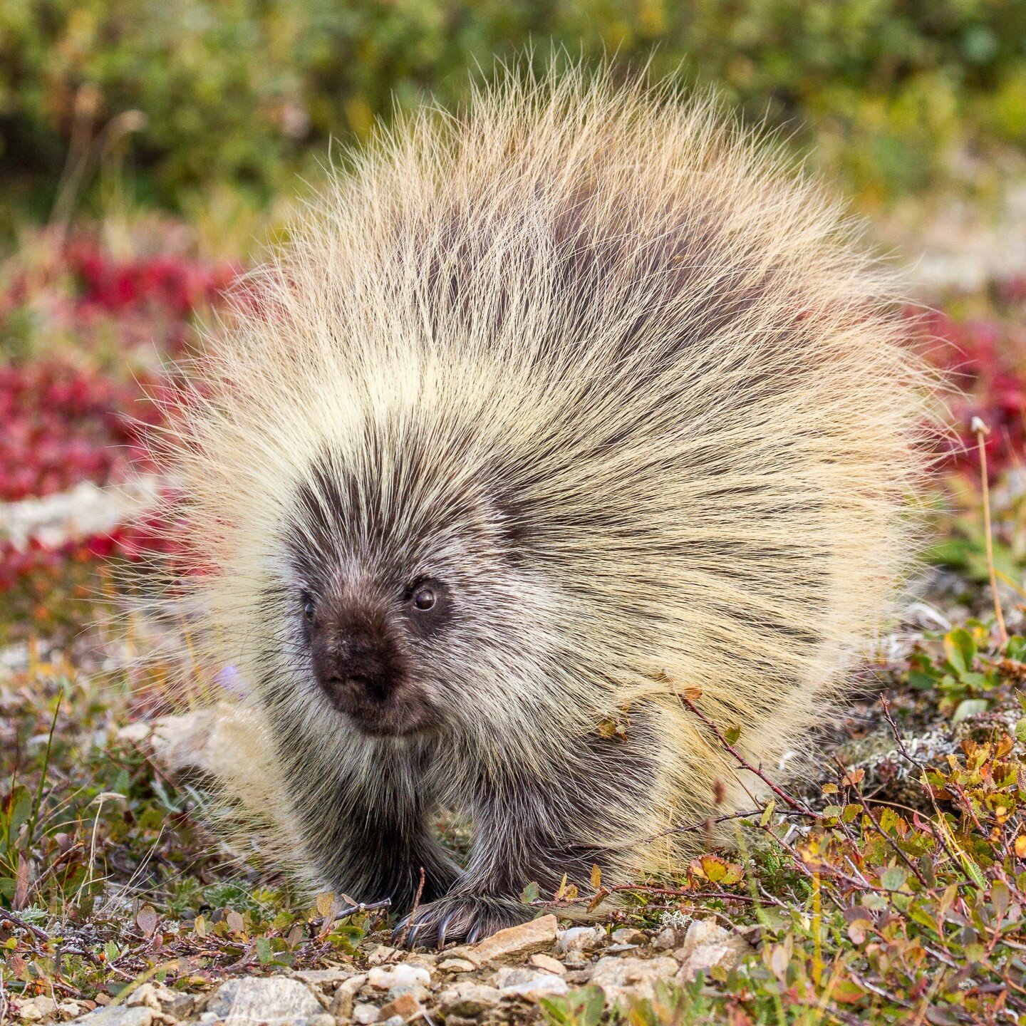 Meet Alaska's prickly resident! Our online tours unveil the hidden treasures of the wilderness, like this adorable porcupine encounter. Join us for unforgettable adventures! 🌲🦔 #AlaskaTours #WildlifeEncounters #PorcupineLove&quot;