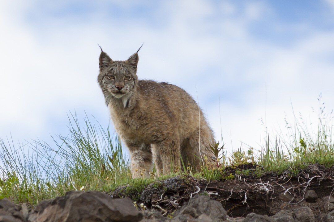 Caught in the gaze of the elusive lynx, Alaska's wild beauty surrounds us. Join us on an extraordinary online tour, where nature's secrets come alive. 🌲🐆 #AlaskaAdventures #LynxEncounter #WildernessWonders&quot;