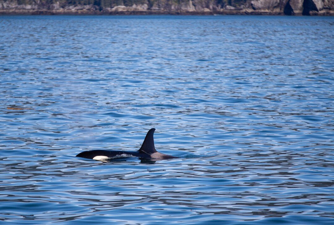 &quot;Mesmerized by the graceful dance of this magnificent orca in the breathtaking waters of Katmai, Alaska. Nature's wonders never cease to amaze. 🐋💙 #Katmai #Alaska #Orcas #NatureAtItsBest&quot;