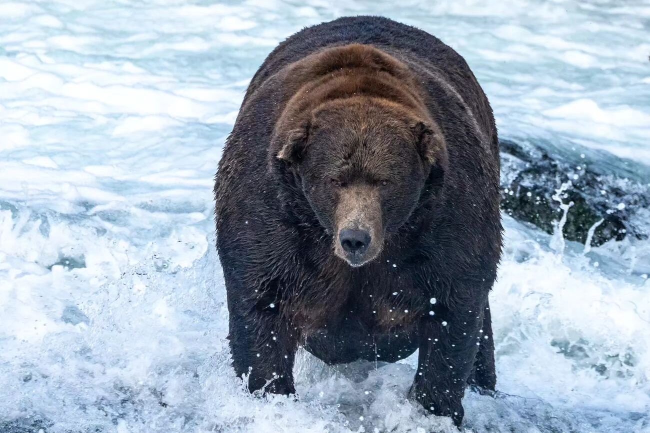 🐻🌲 **Join the Fattest Celebration in Alaska - It's Fat Bear Week!** 🌲🐻

Are you ready for a truly wild and furry adventure in Alaska? 🇺🇸 It's that time of the year again when we celebrate the impressive transformation of Alaska's brown bears as