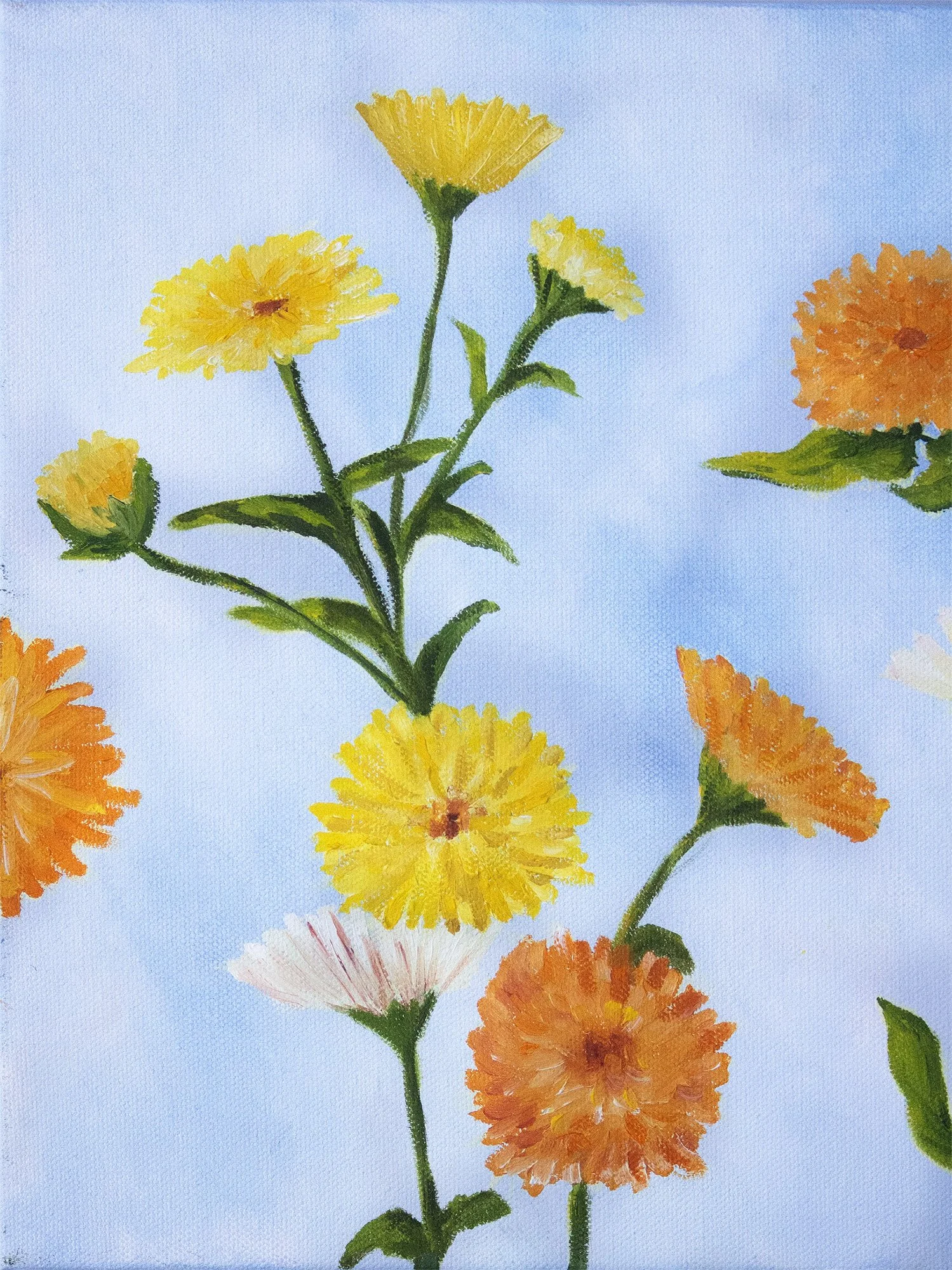 The oil in Calendula plants can be used for lotions and facials