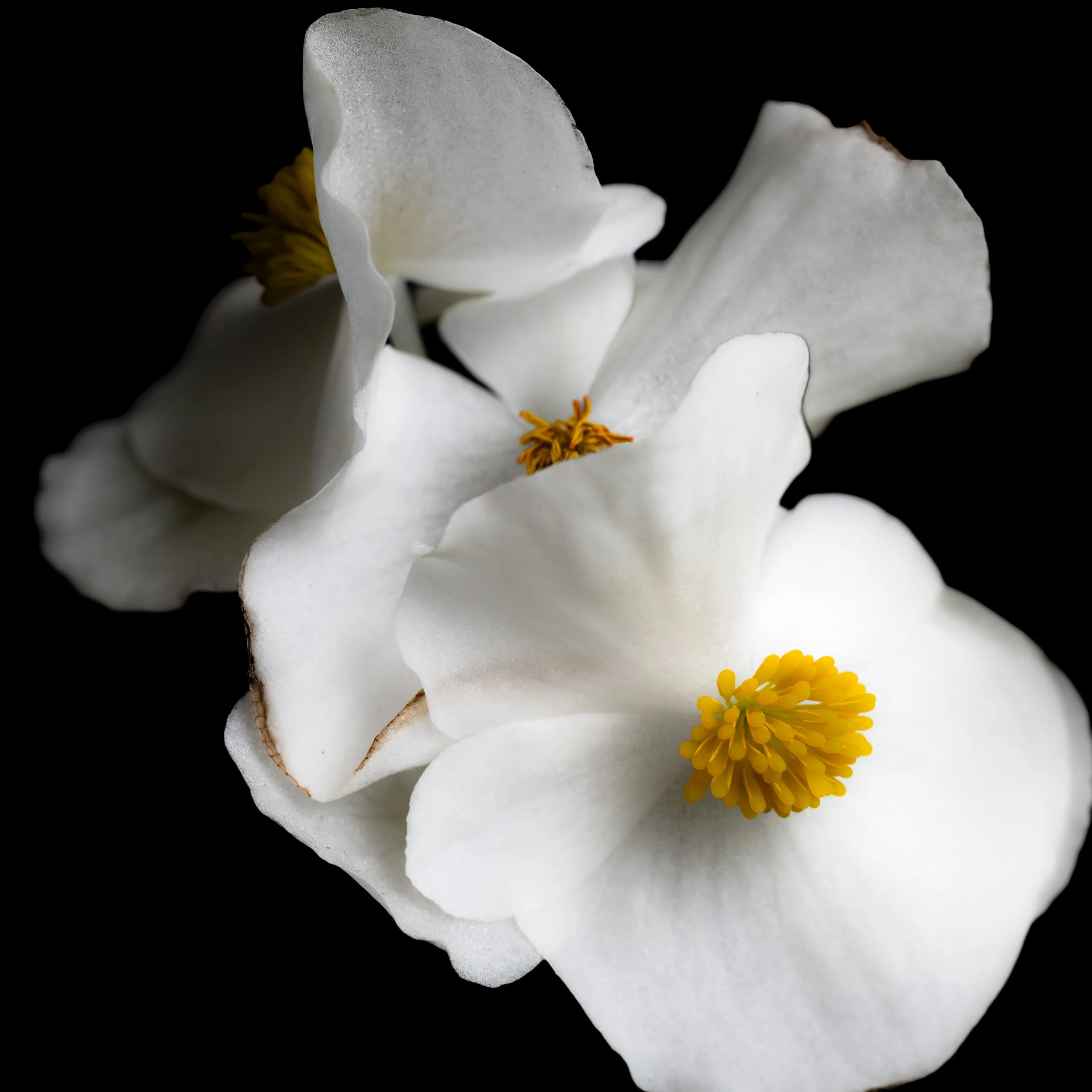 Soft White Flowers | Bluffton, SC | 2026