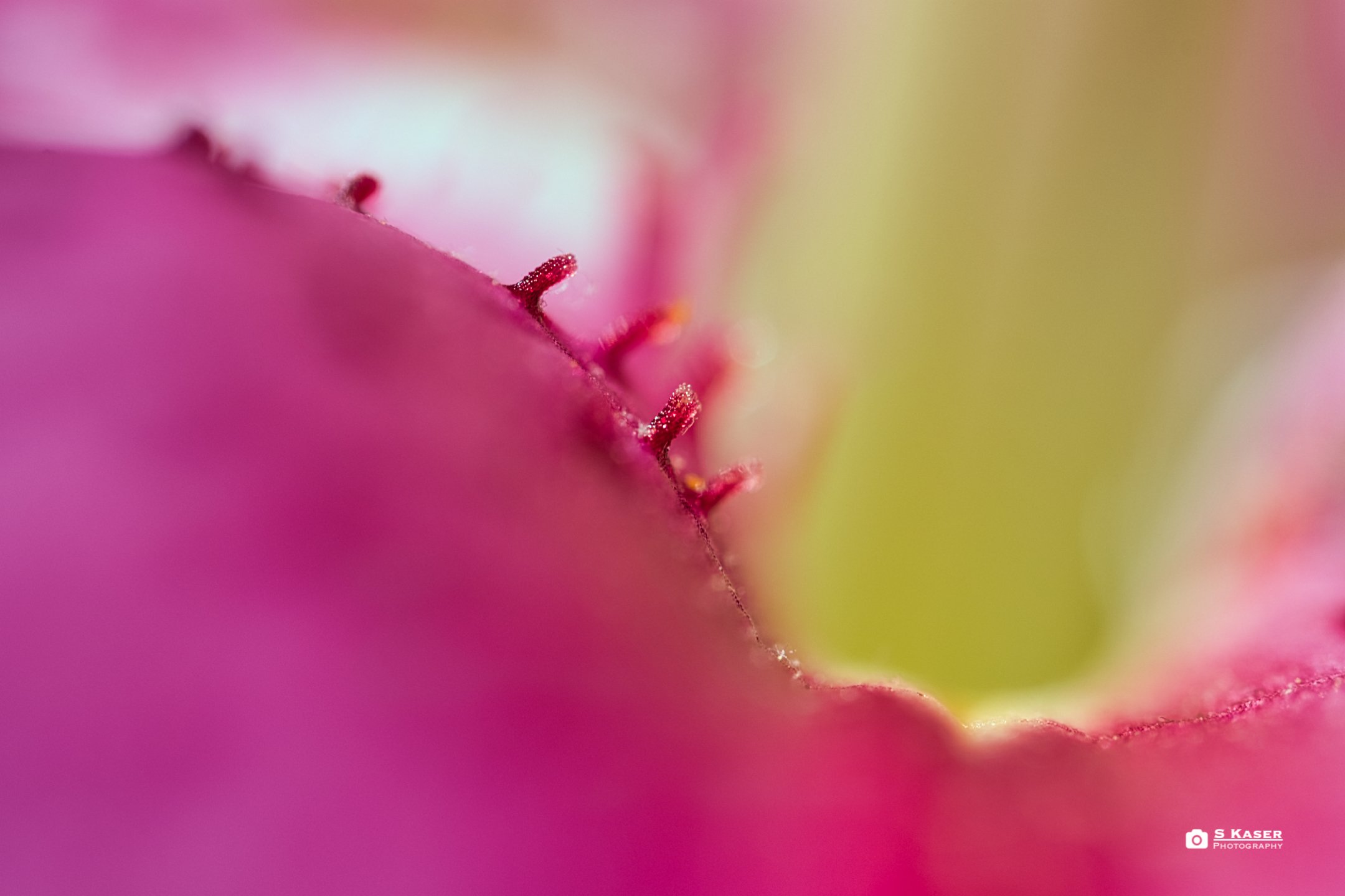 Macro