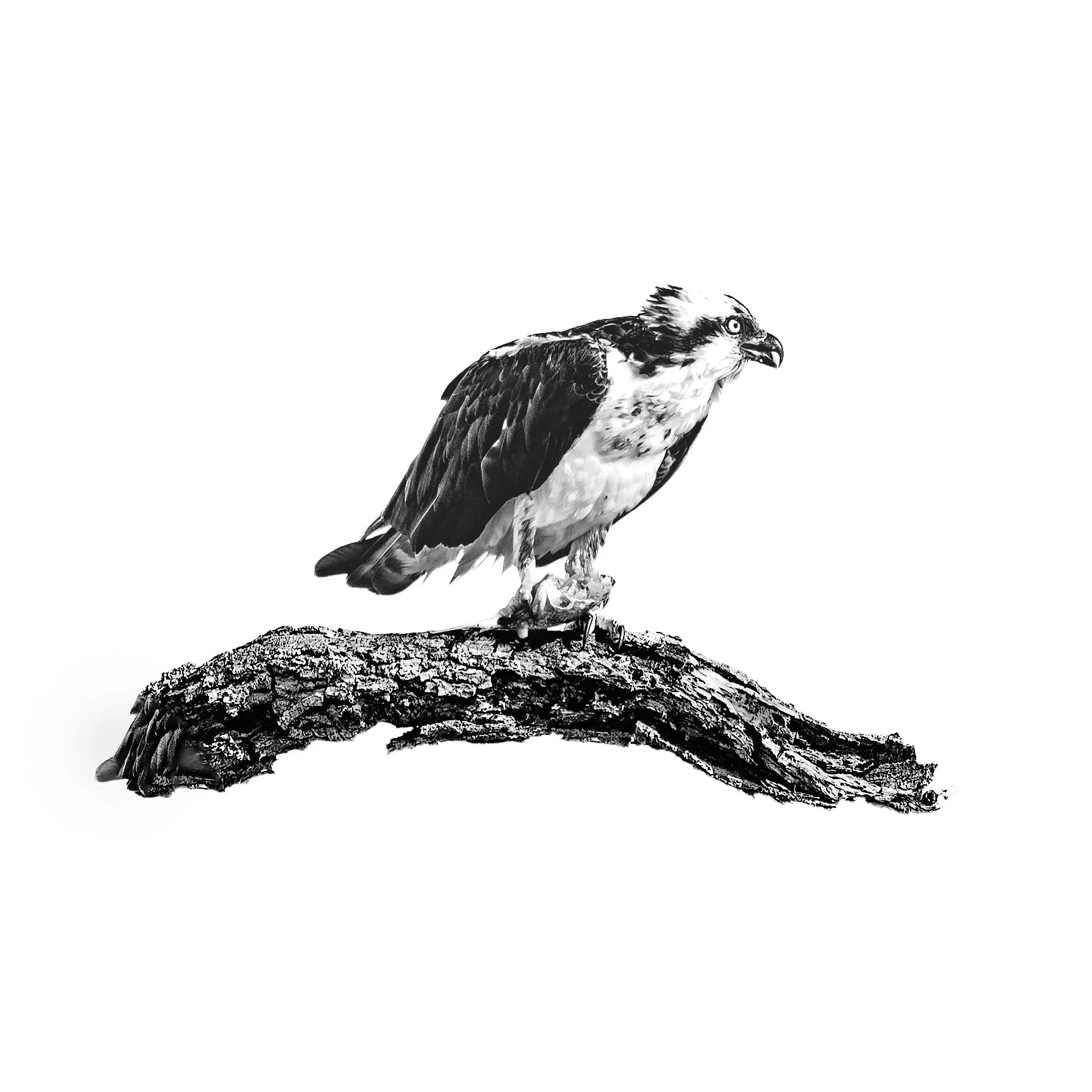 Osprey | Hunting Island, SC | 2024