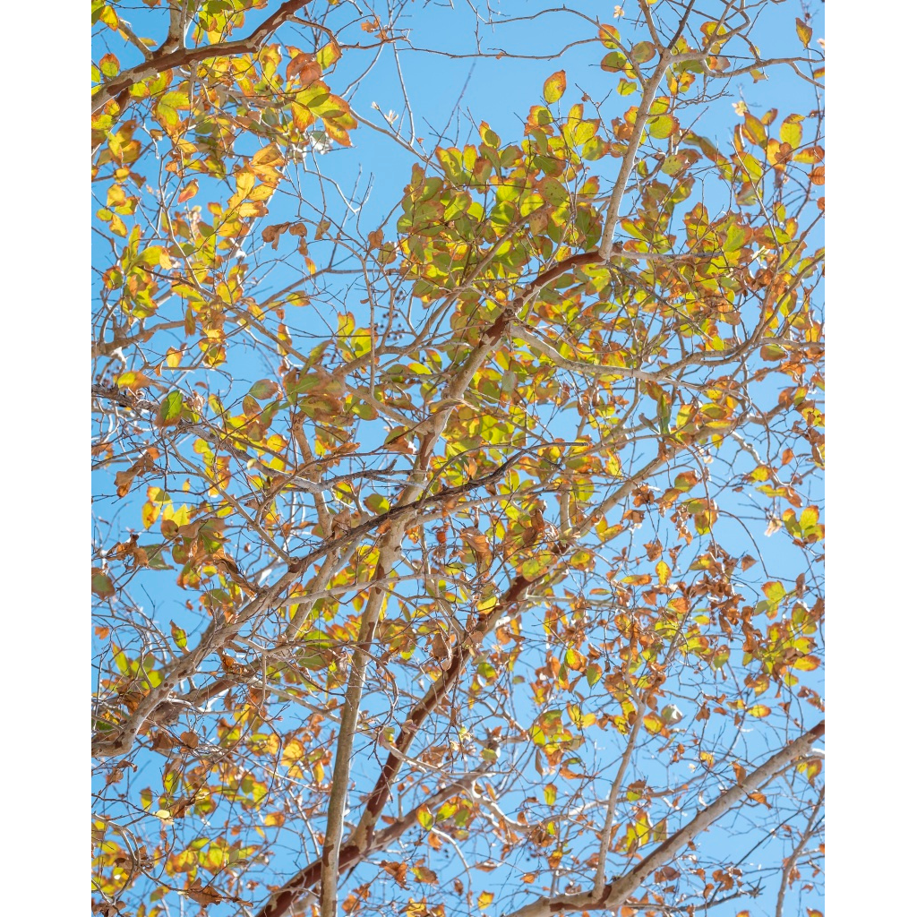 Yellow Leaves | St. Lucia | 2025