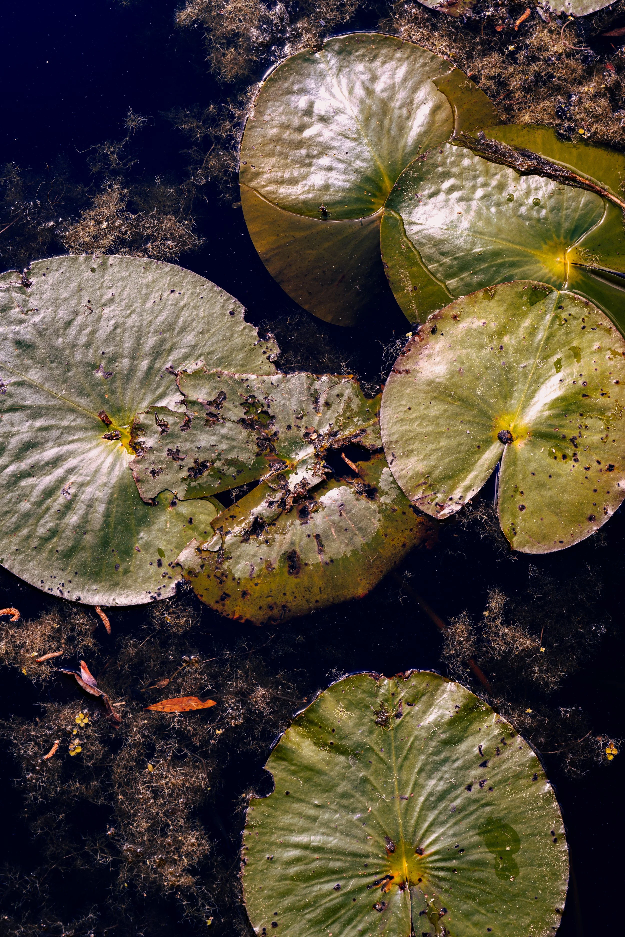 Lowcountry Lilypads | Kingfisher Preserve, SC | 2026