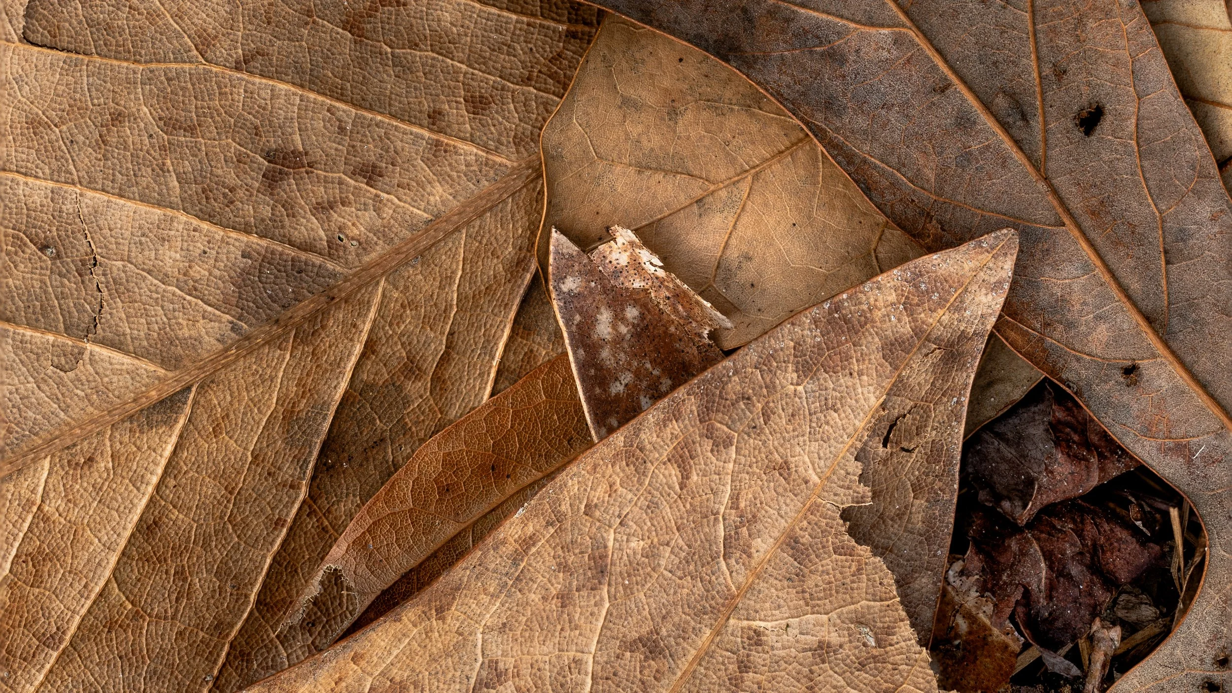 Overlapping Leaves | Bluffton, SC | 2026