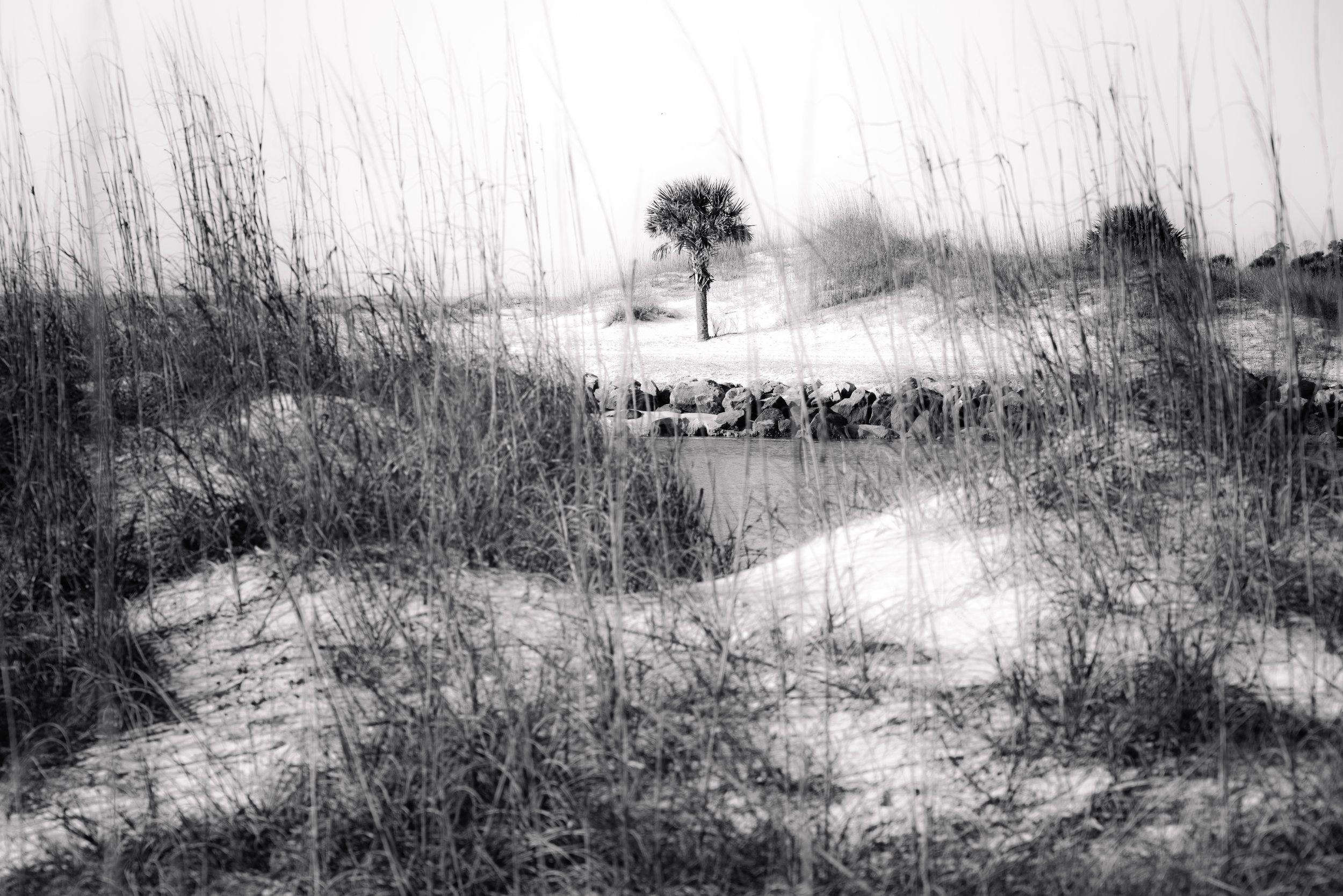 Corner Palm and Dunes | Hilton Head Island, SC | 2026