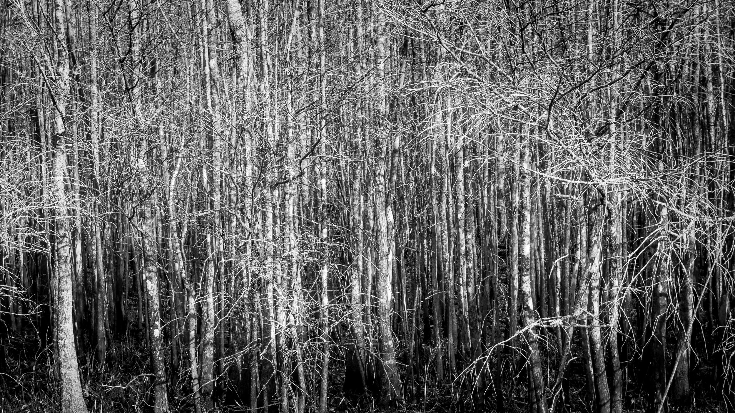 Dense Trees | Linear Trail, Bluffton, SC | 2025