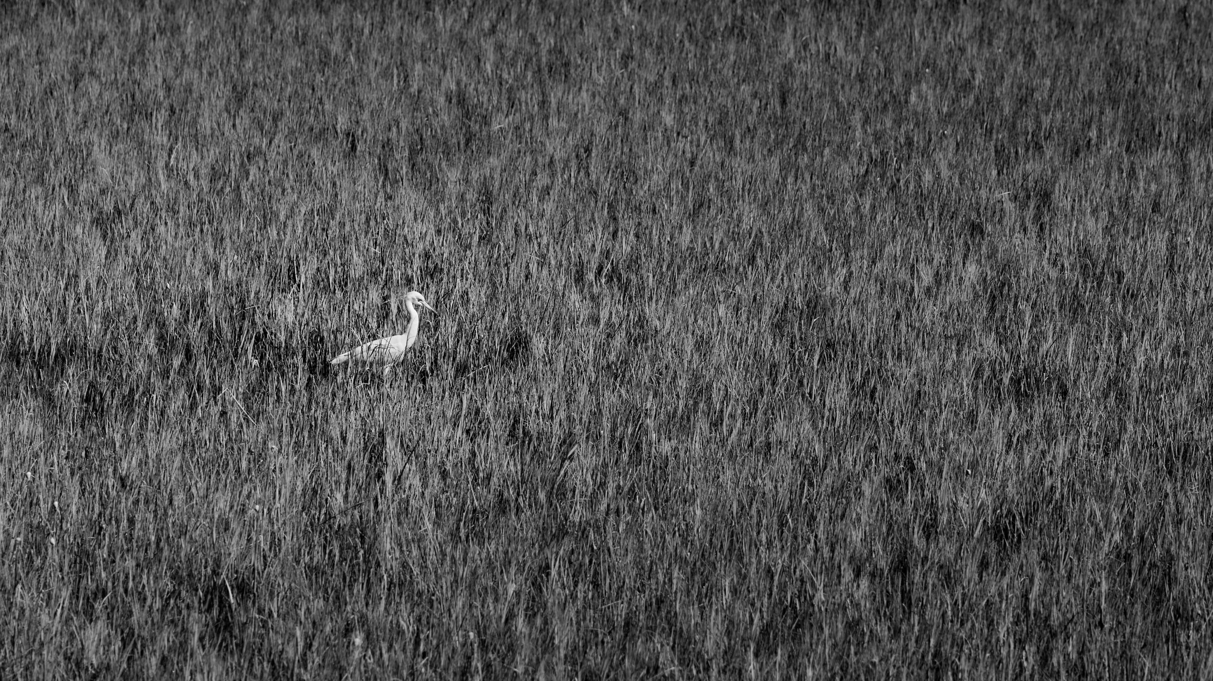 Alone | Spanish Moss Trail, Beaufort, SC | 2025