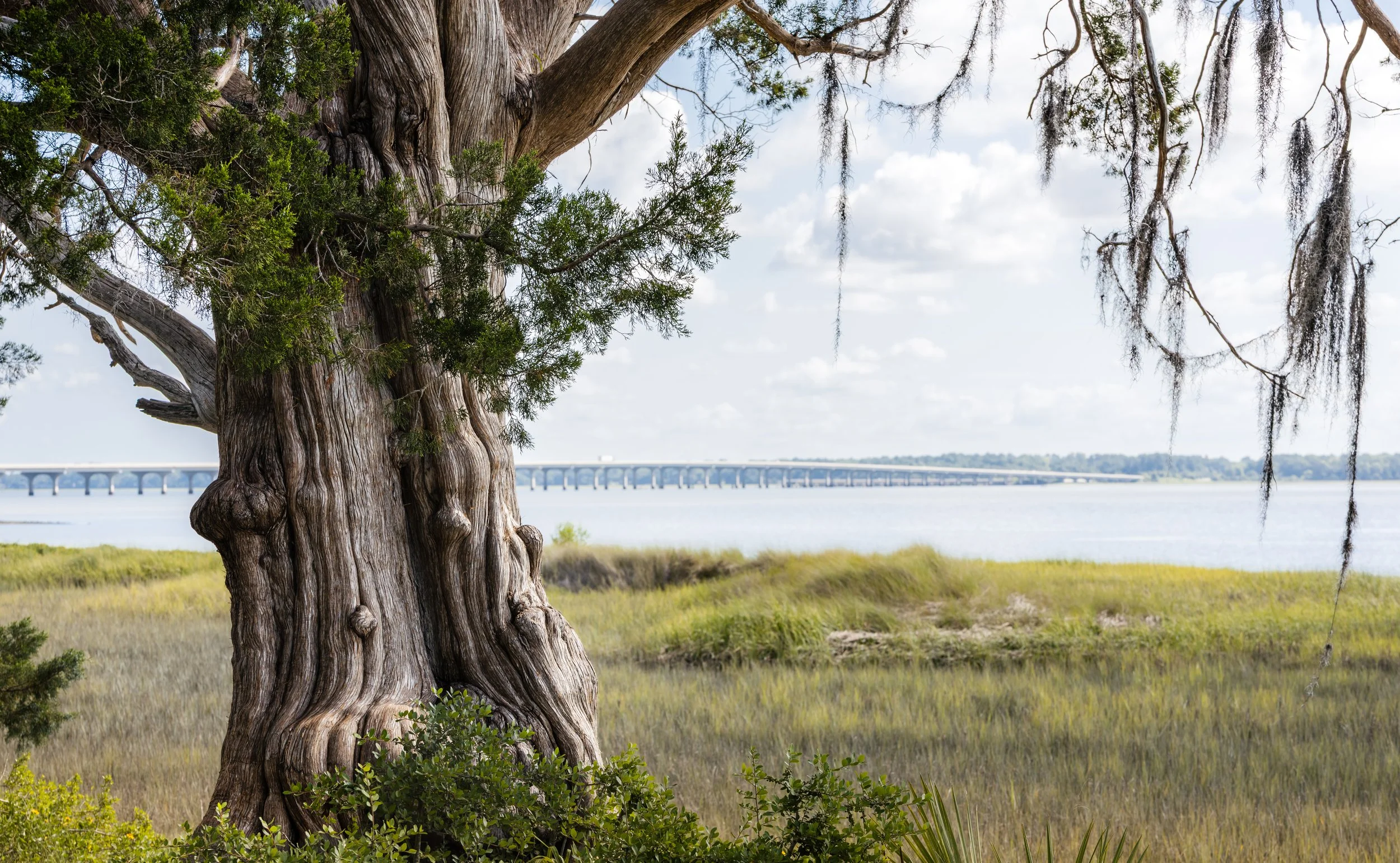 Sentinel | Widgeon Point, SC | 2024