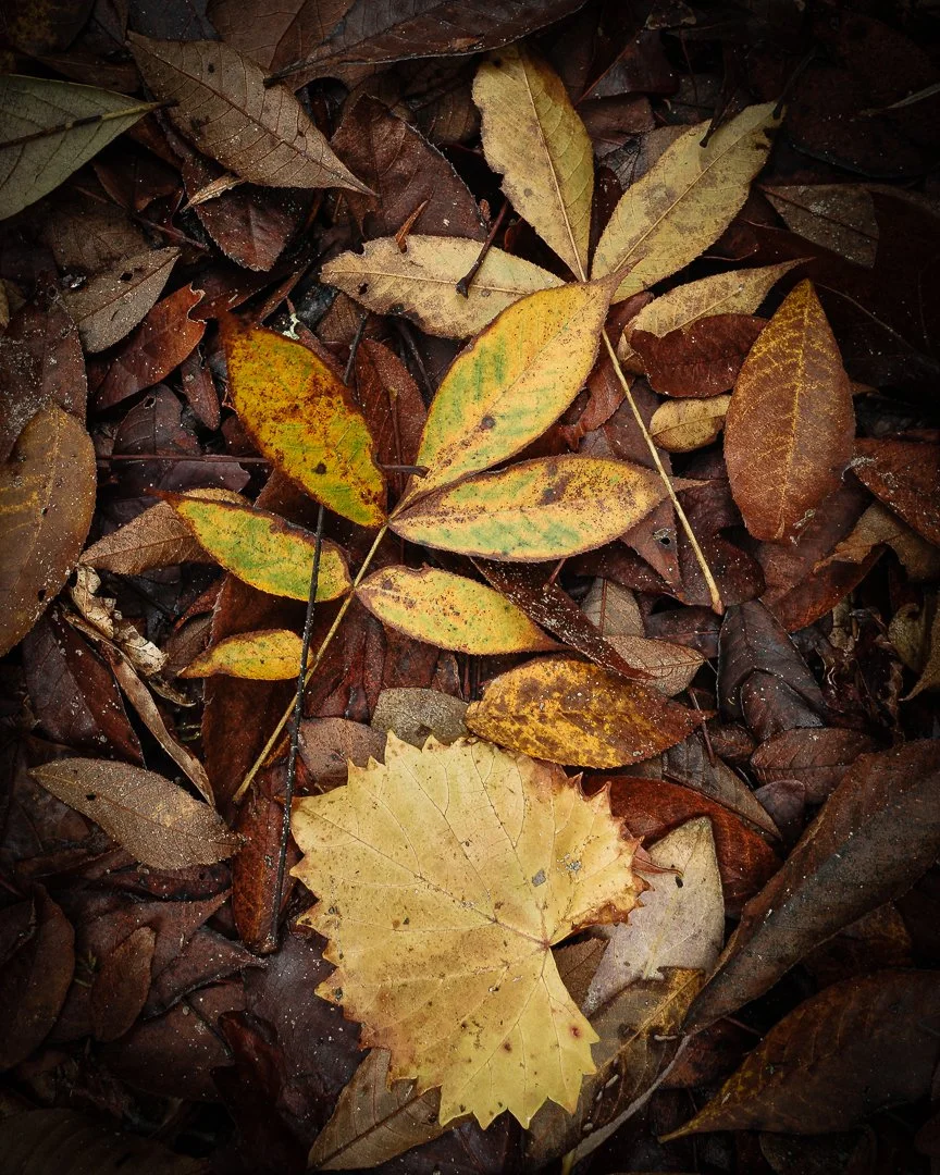 Fall Leaves | Bluffton, SC | 2025