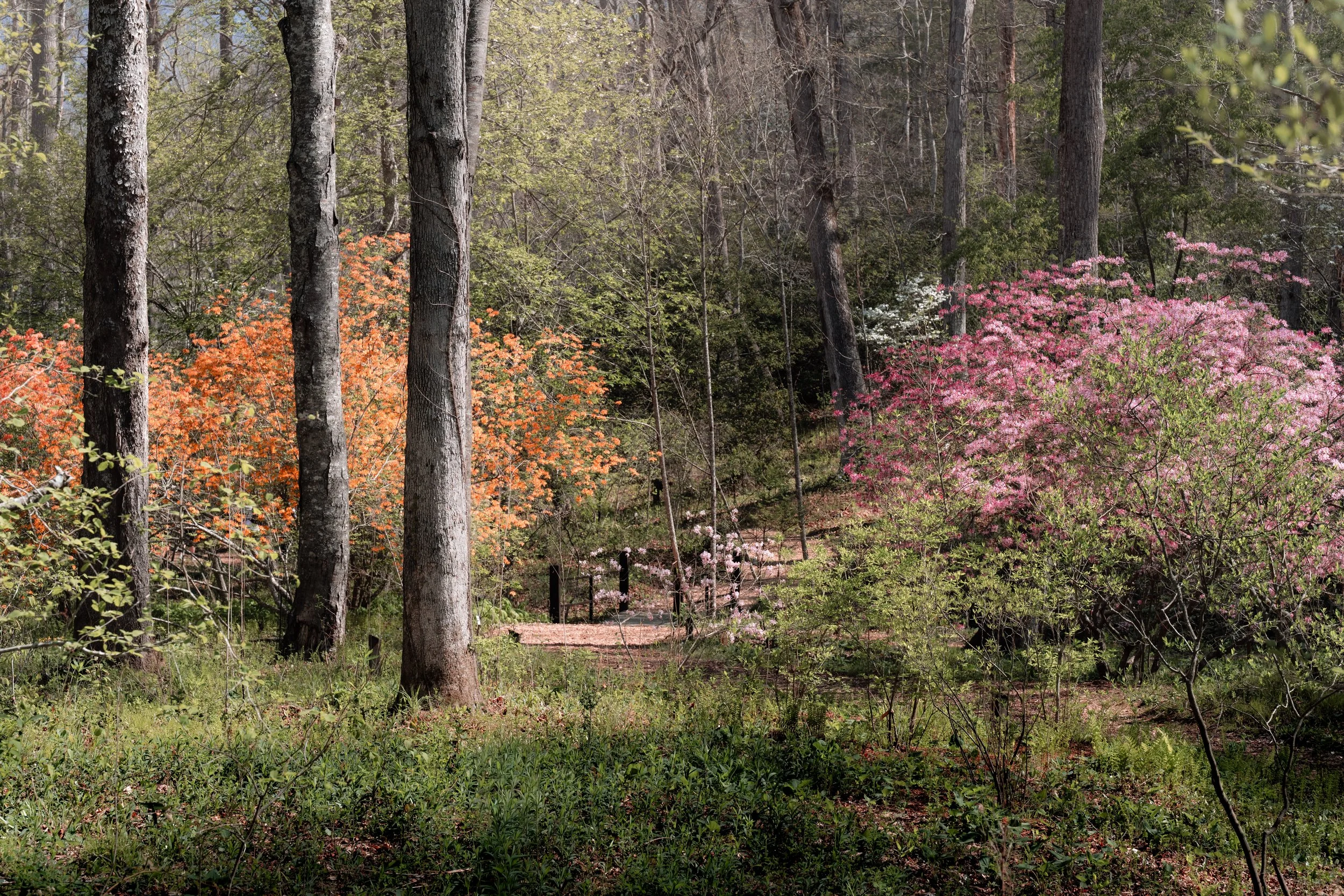 Colorful Landscape | NC Arboretum, Asheville | 2026