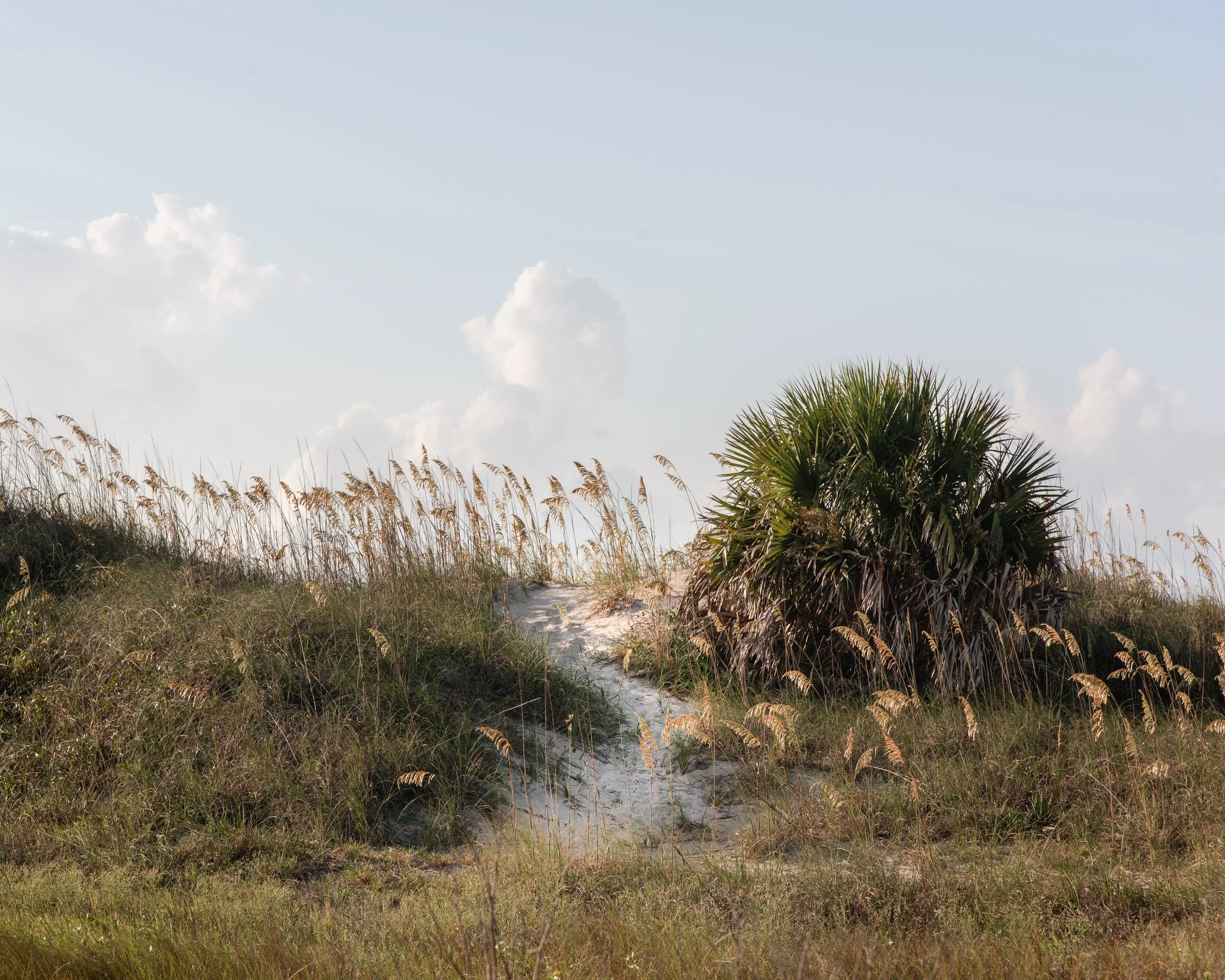 Over the Dunes | Hilton Head Island, SC | 2026