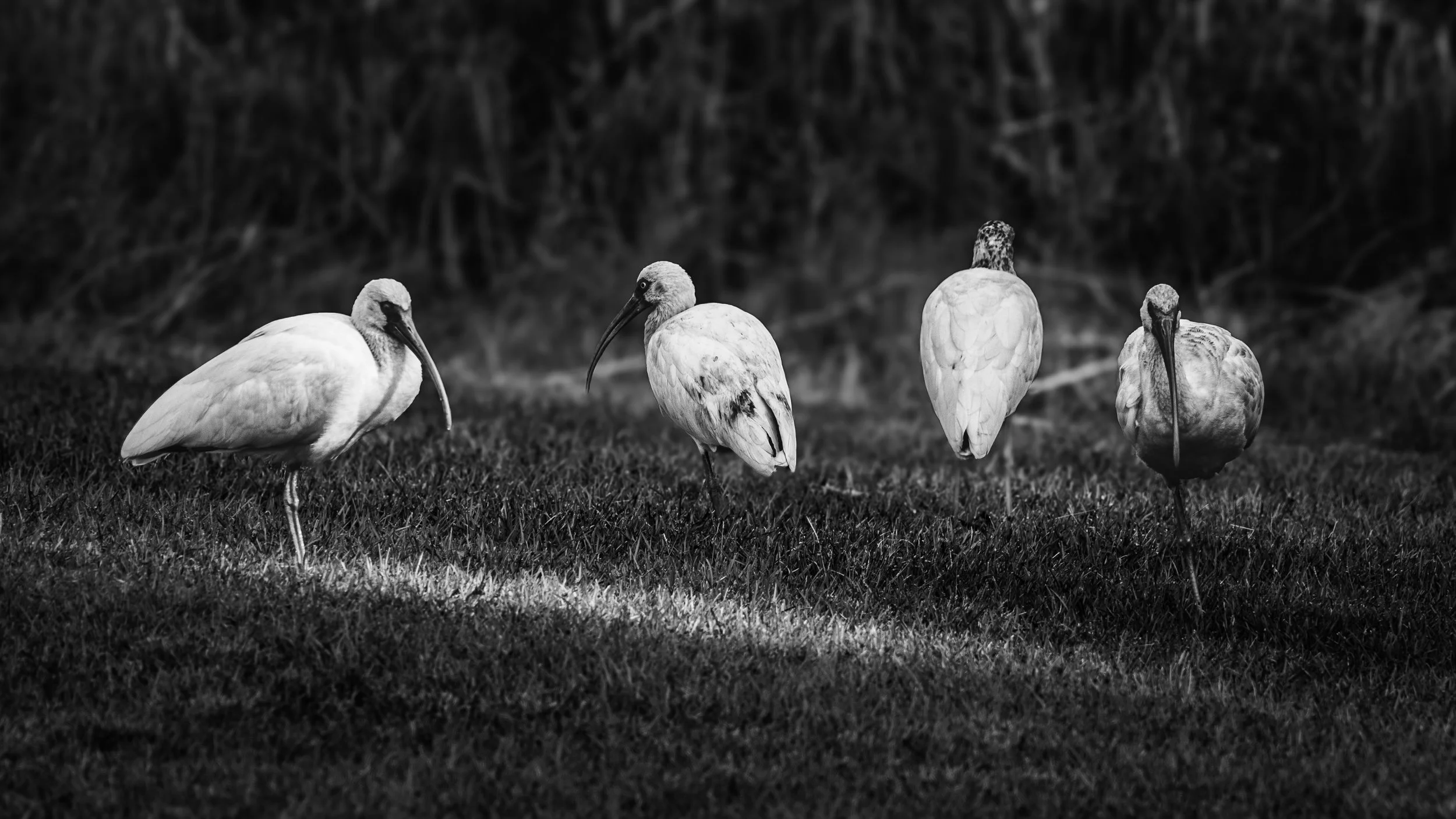 Unsociable | Bluffton, SC | 2026