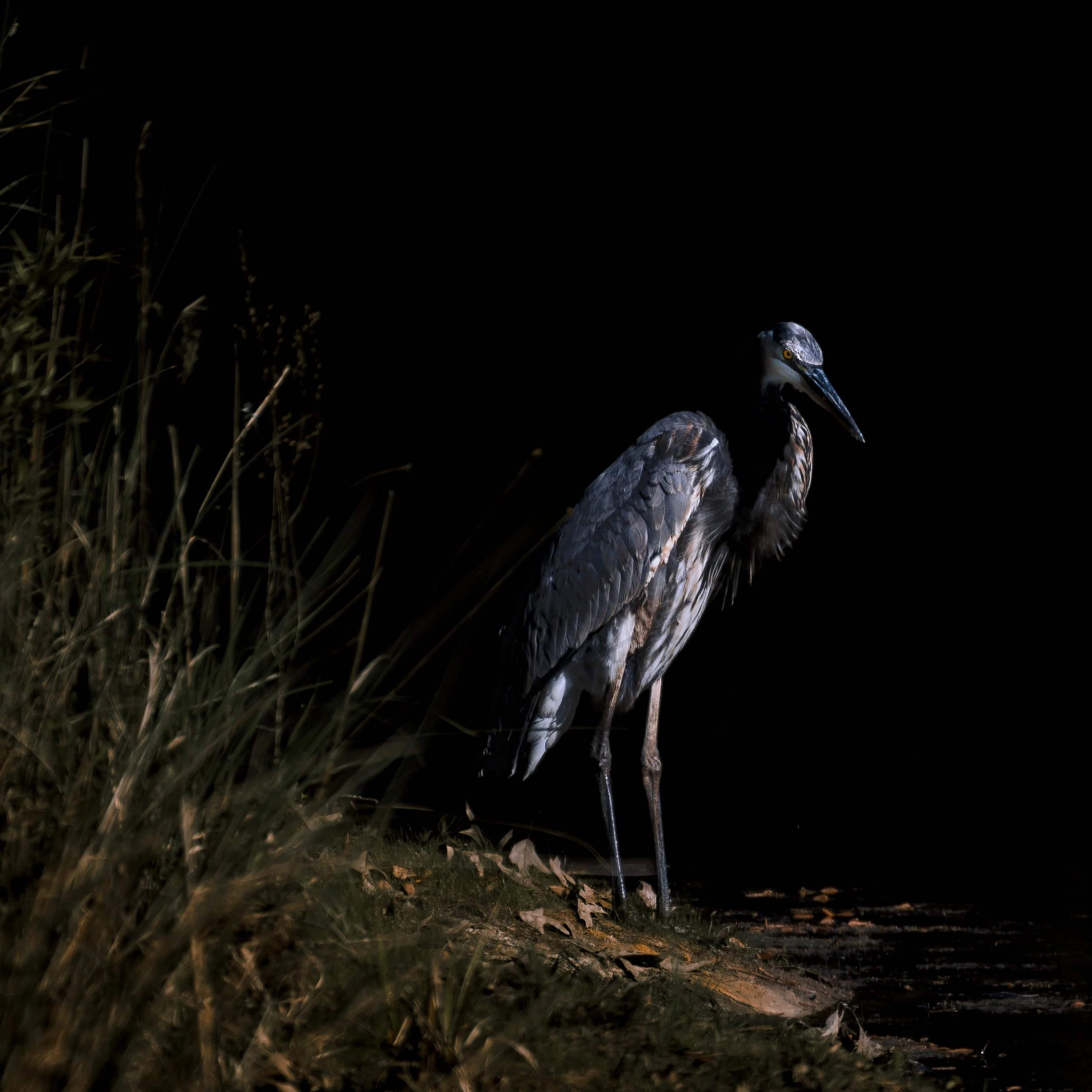Into the Light | Bluffton, SC | 2026