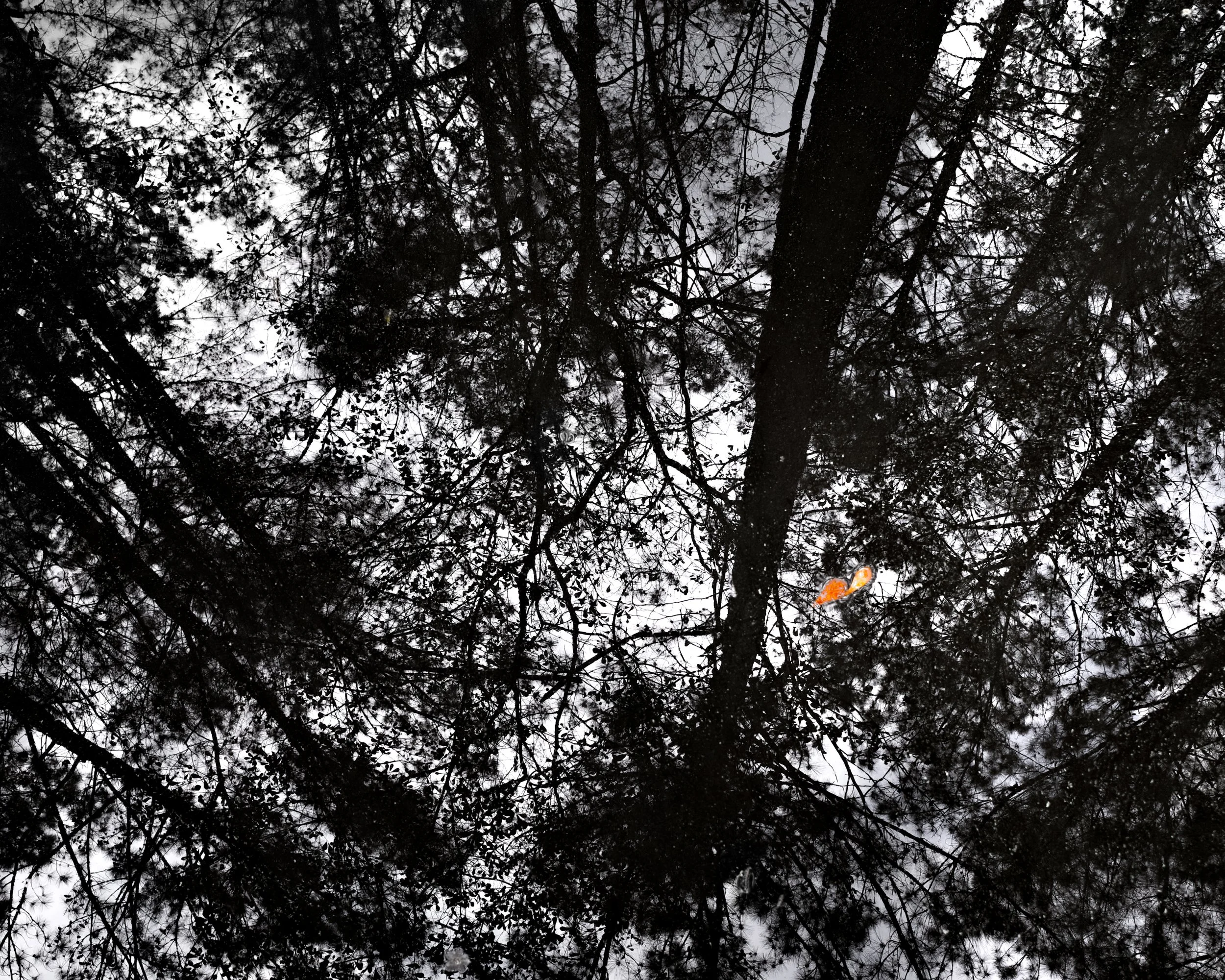 Leaves and Trees | Bluffton, SC | 2026