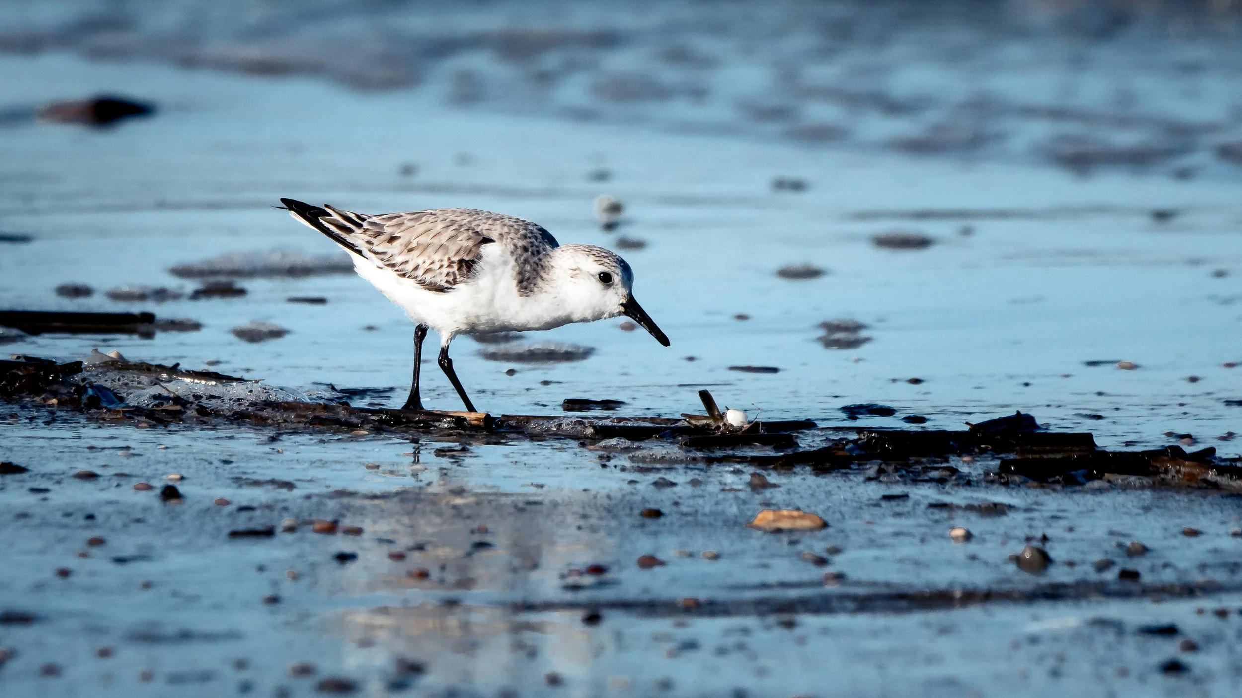 Just Pokin' Around | Hilton Head, SC | 2023