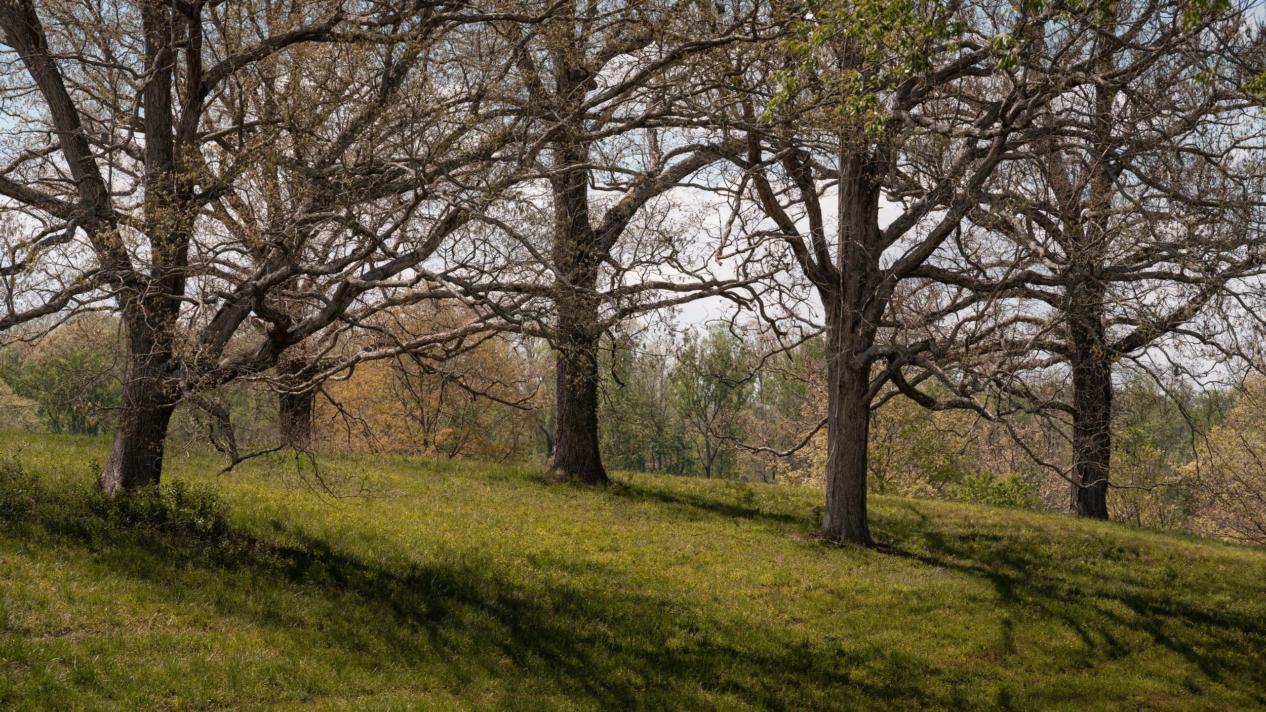 Five Trees on a Hill | Biltmore Estate, NC | 2026