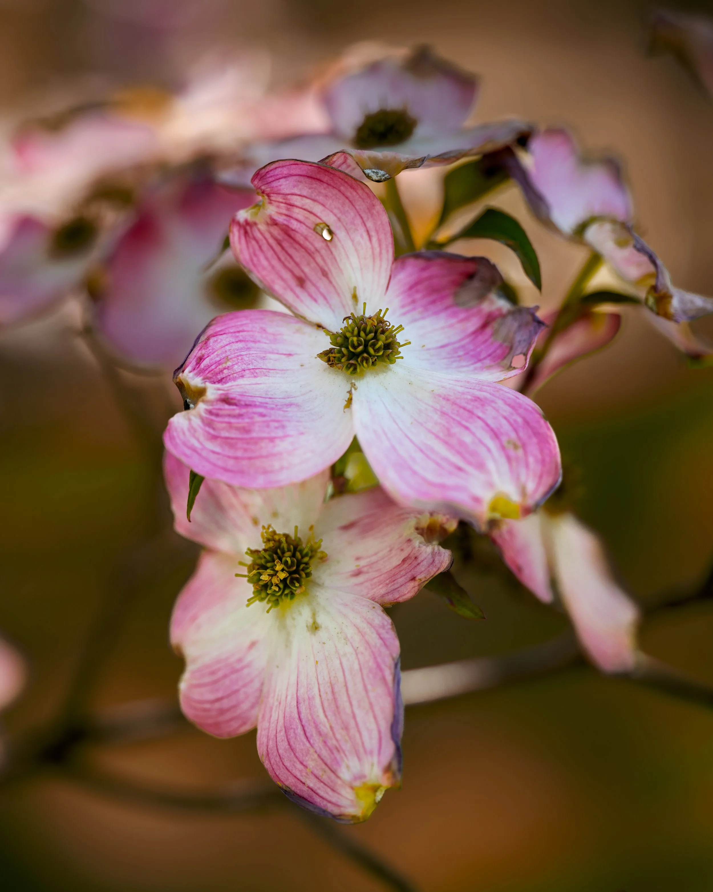 Pink Azaleas | NC Arboretum, Asheville | 2026