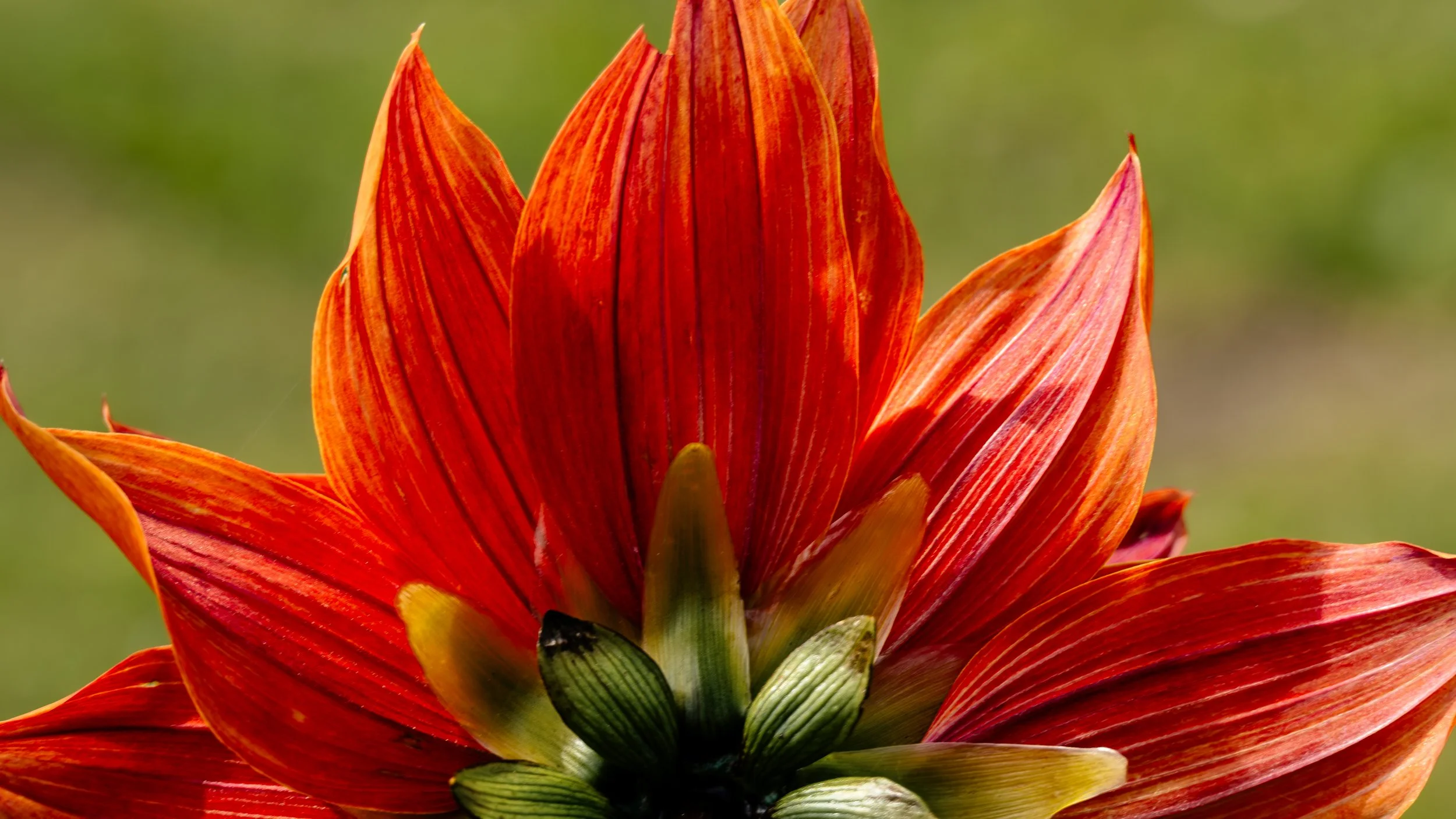 Red Petals | Dunmore East, Ireland | 2026