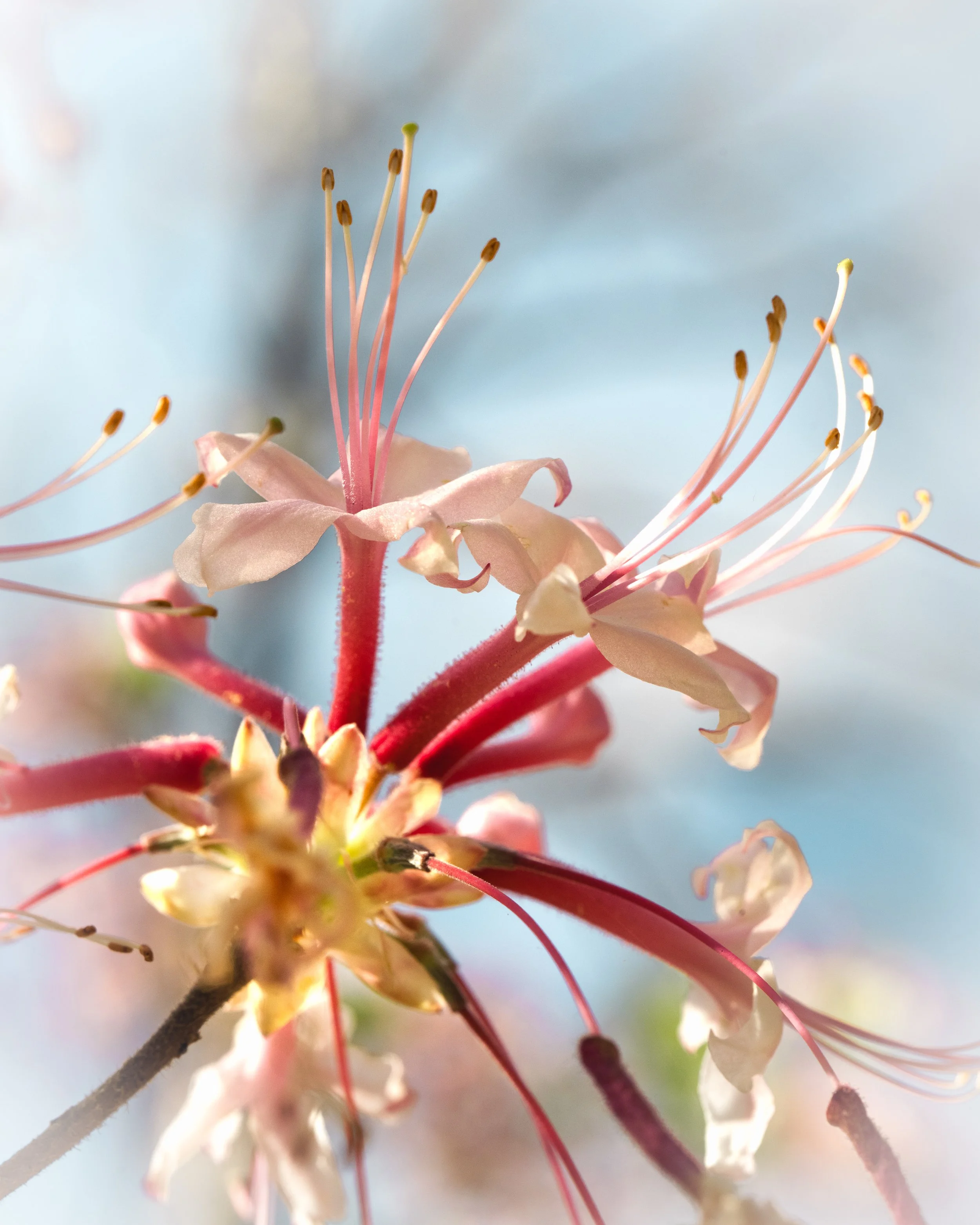 Azaleas | NC Arboretum, Asheville | 2026