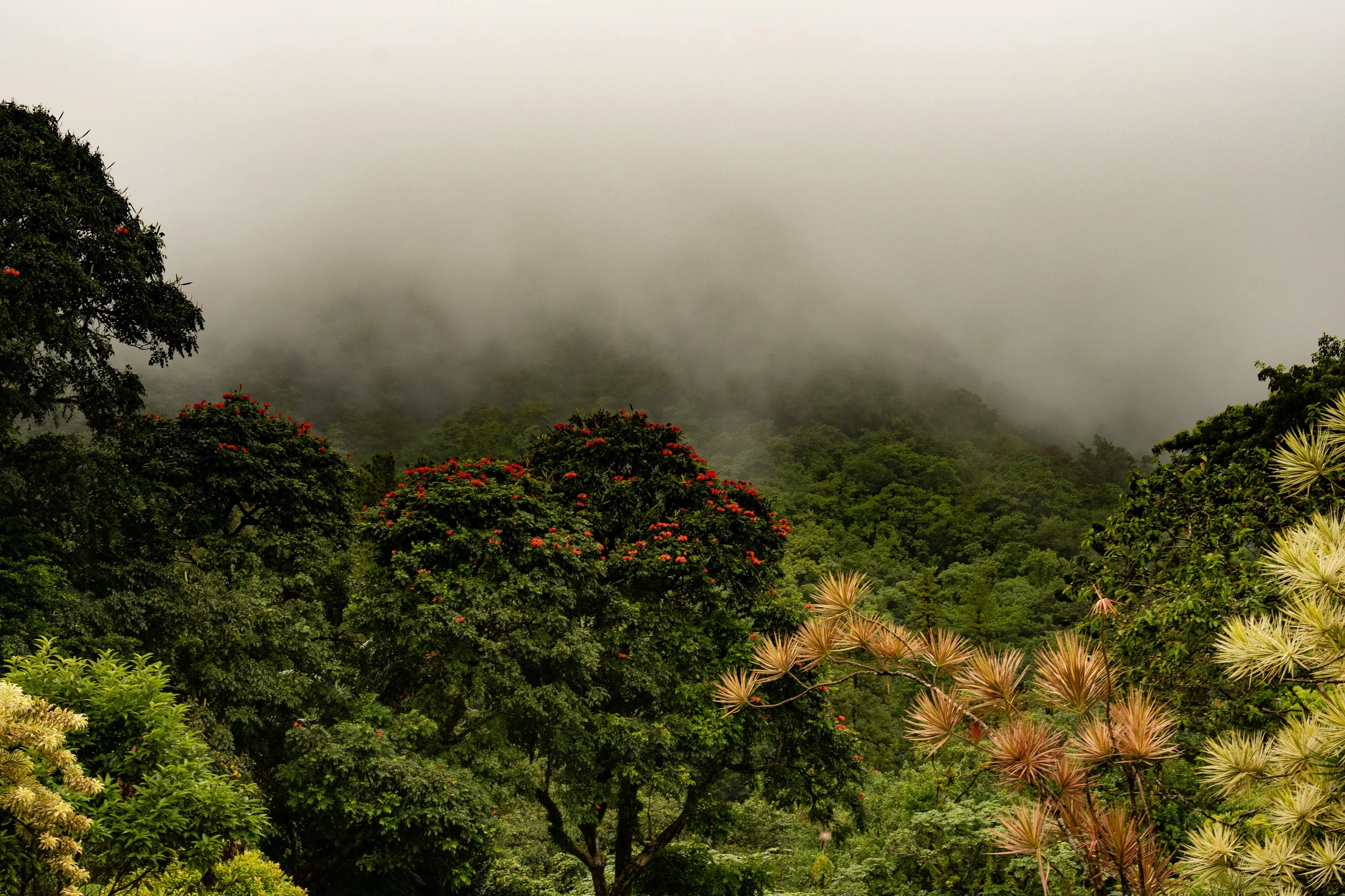 In the Clouds | St. Kitts | 2025