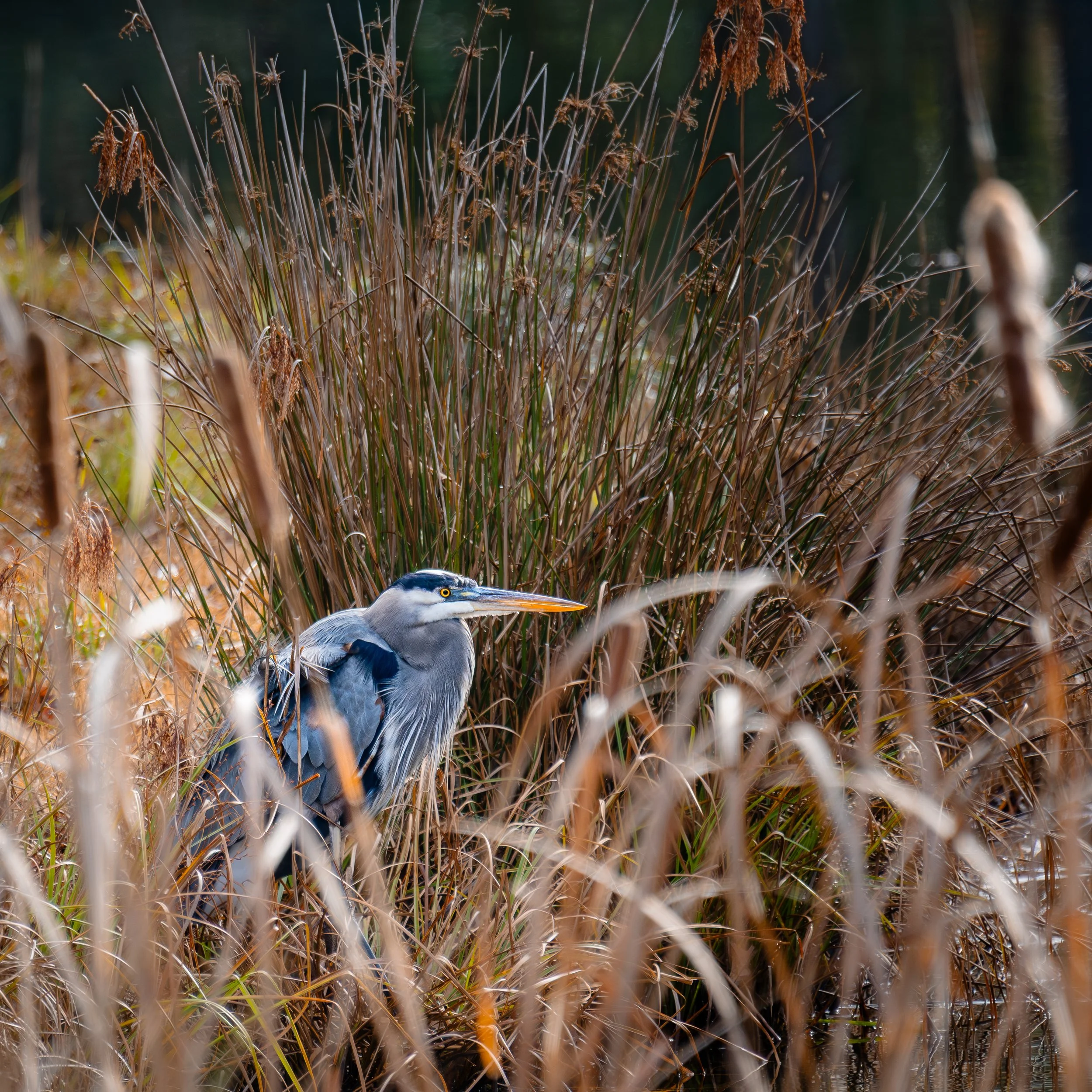 Crouching Heron | Bluffton, SC | 2025