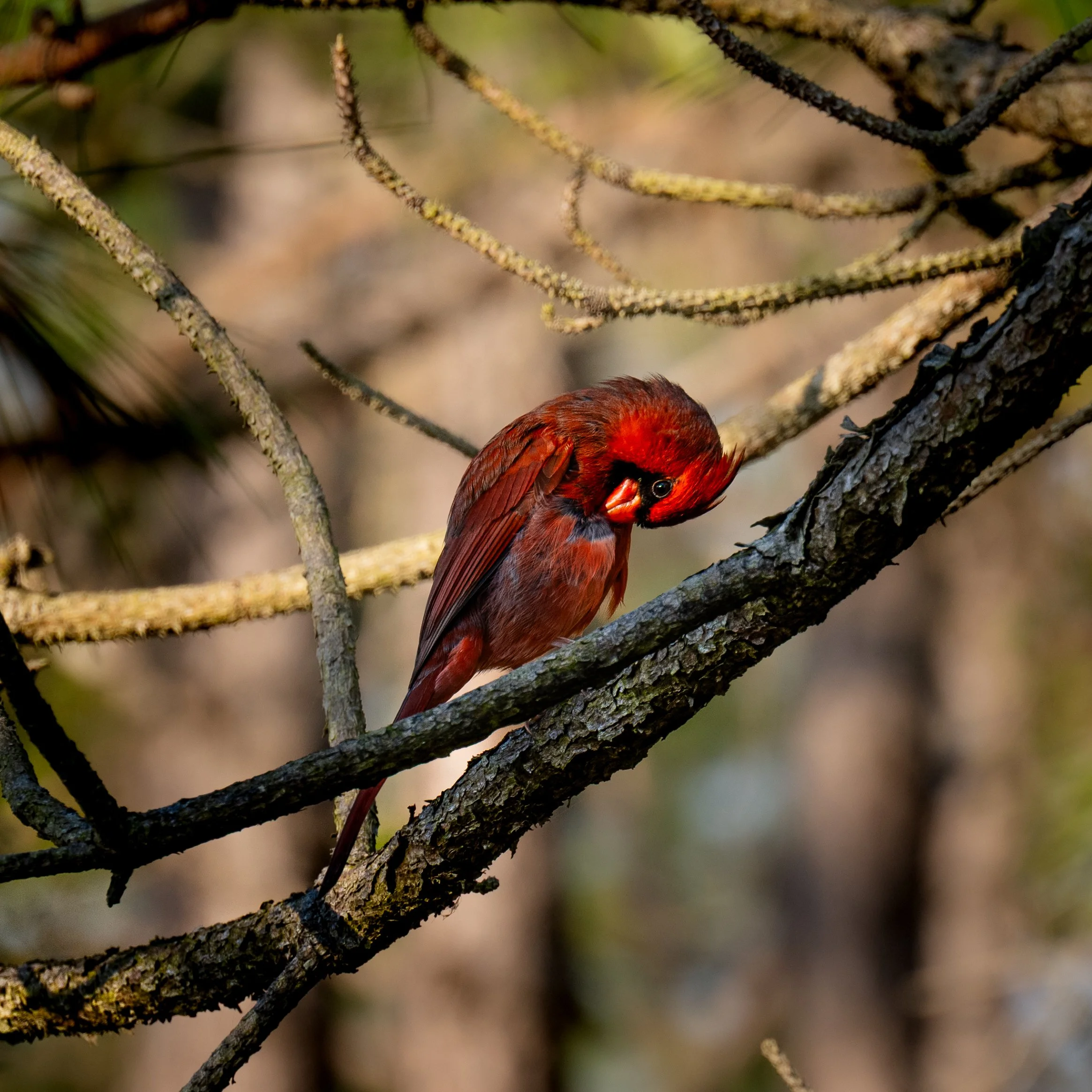 Pausing for an Itch | Hilton Head Island, SC | 2026