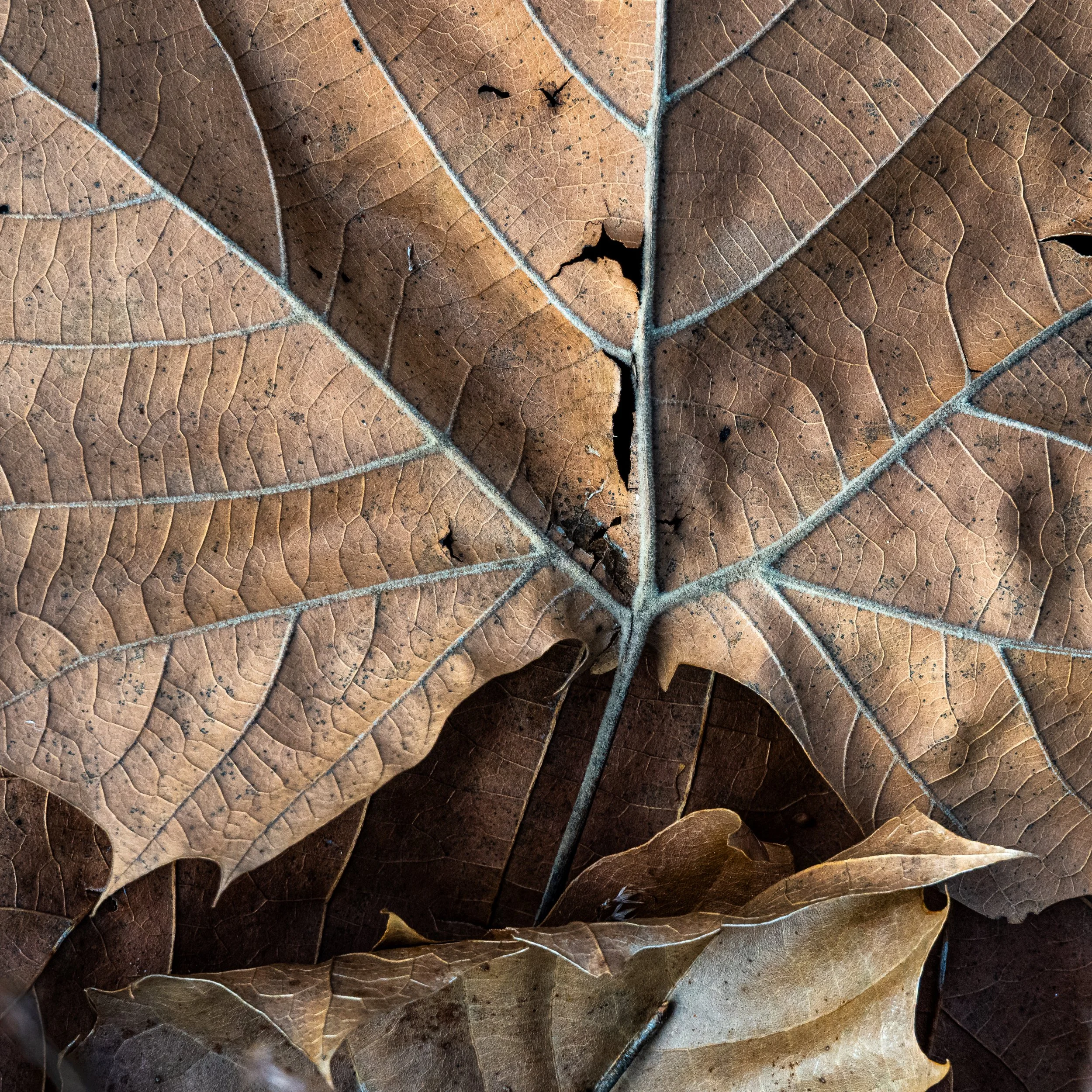Winter Leaves | Greenville, SC | 2026