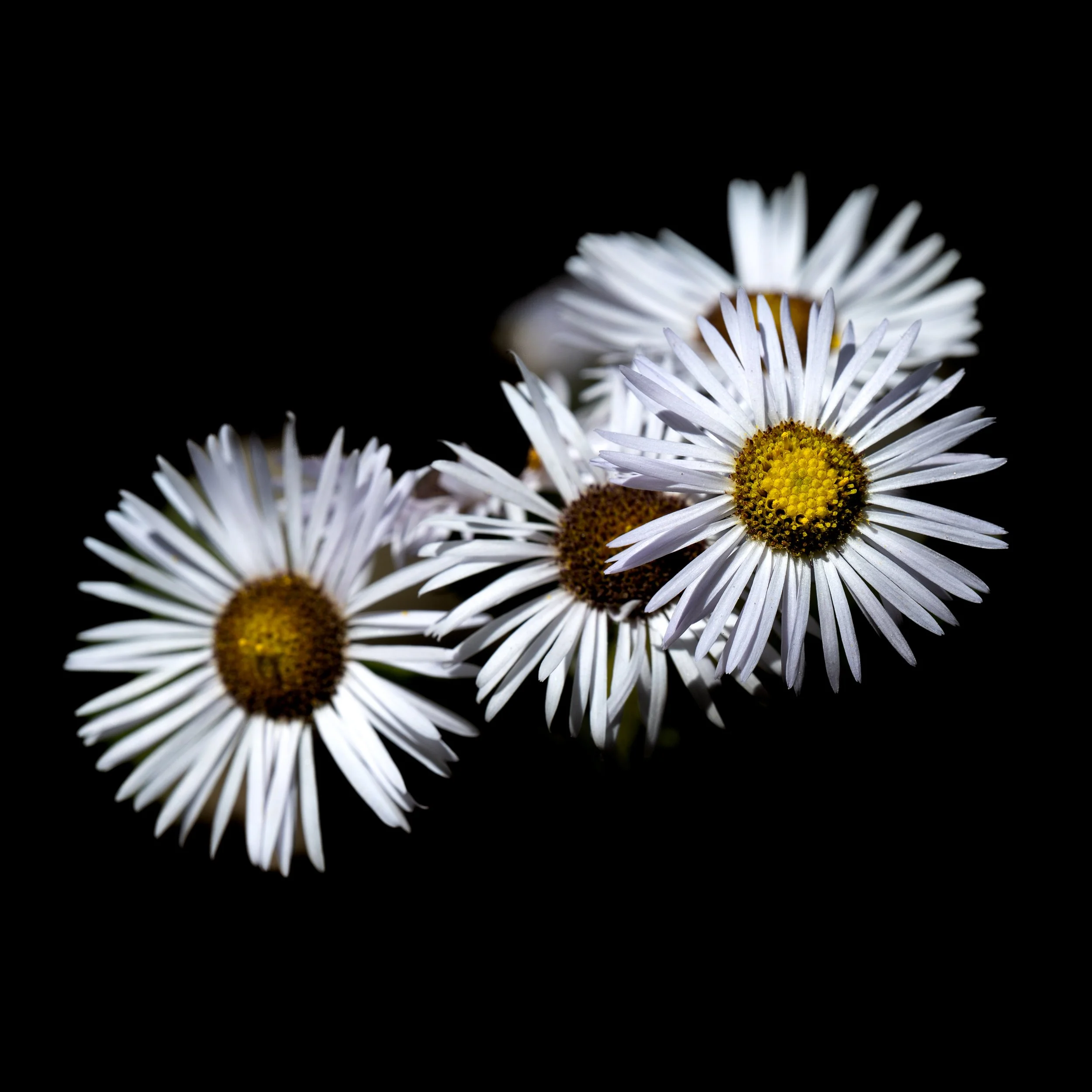 Daisies | NC Arboretum, Asheville | 2026