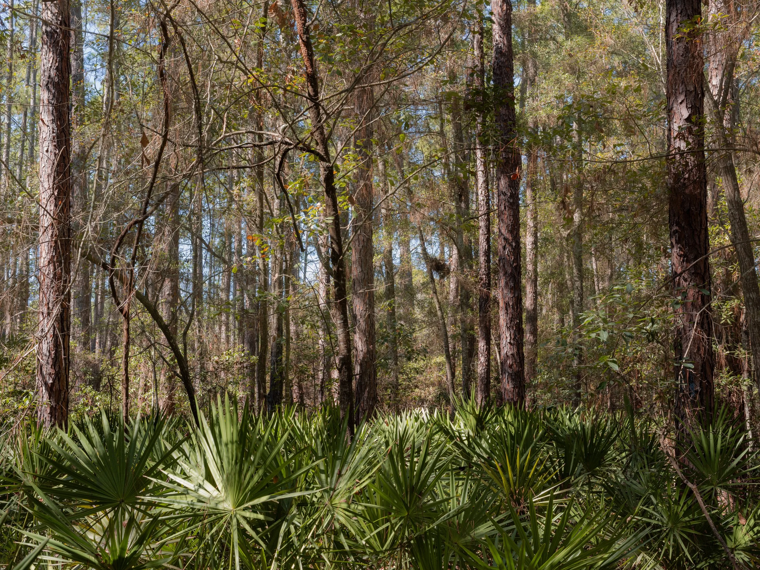 Palms and Pines | Audubon Preserve, Hilton Head, SC | 2026