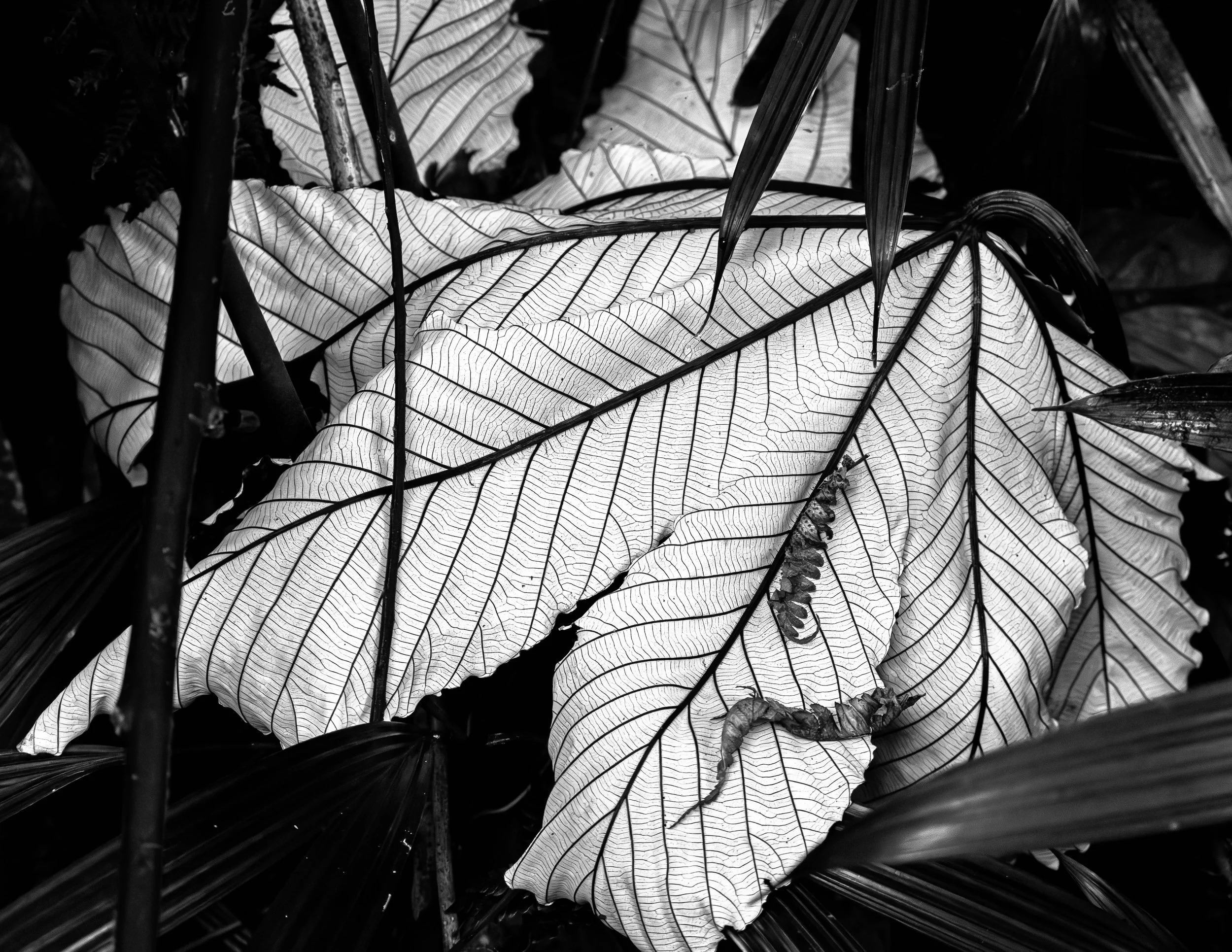 BW Leaf | St. Kitts | 2025