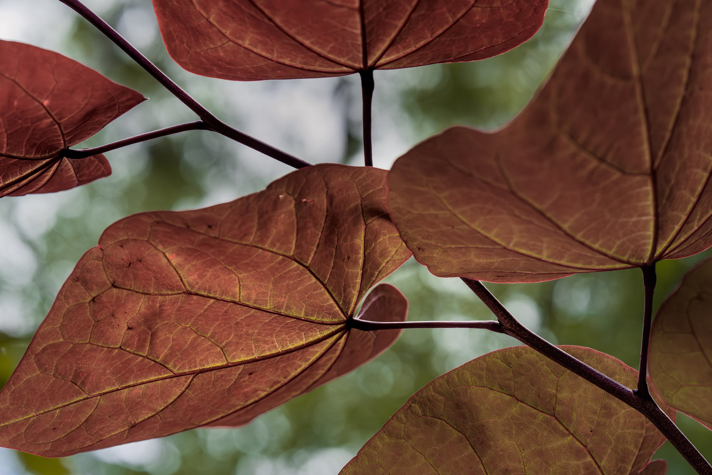 Large Red Leaves | Bluffton, SC | 2026