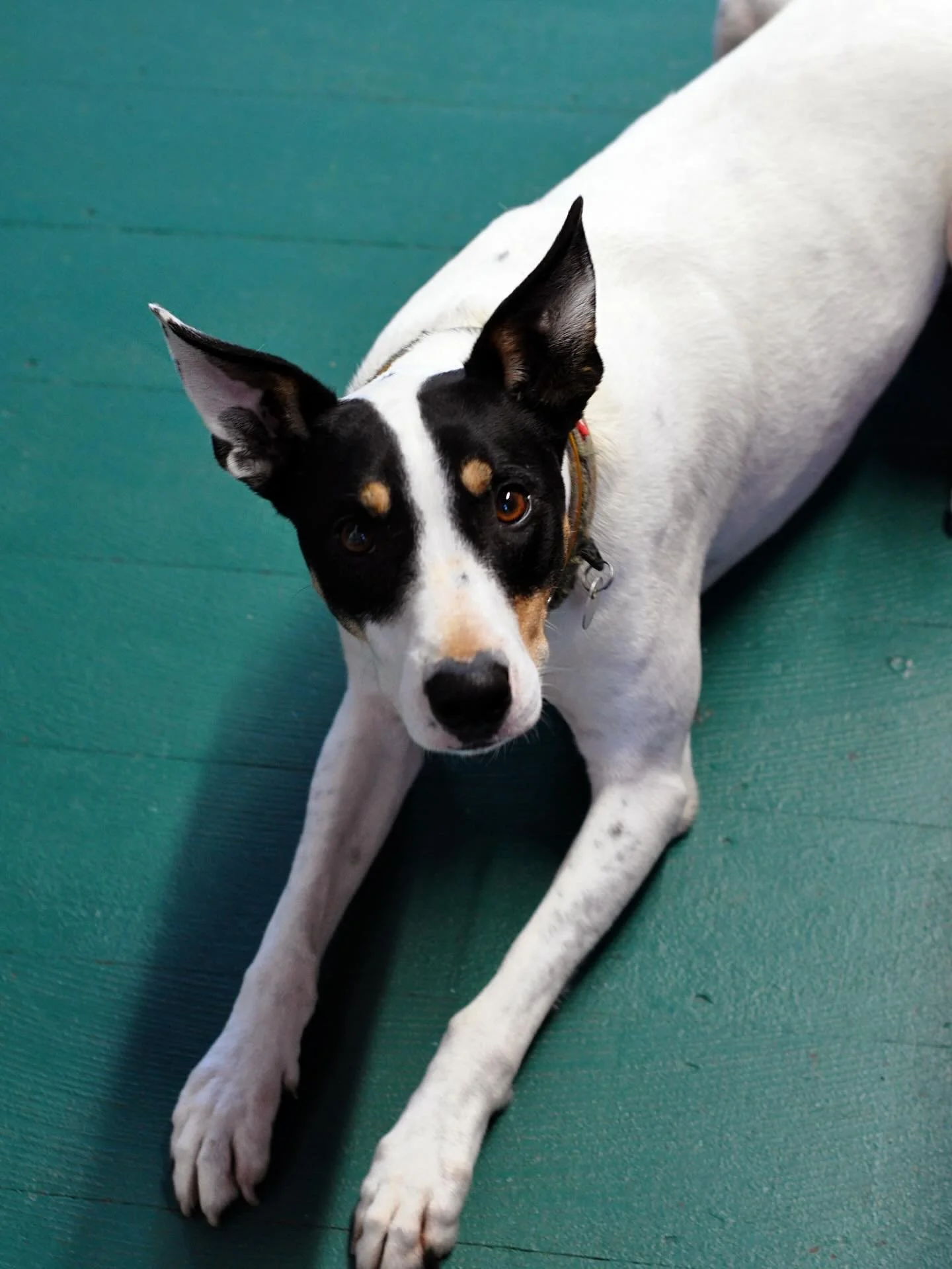 Love a canine customer!
We are open from 10-1 today - all welcome