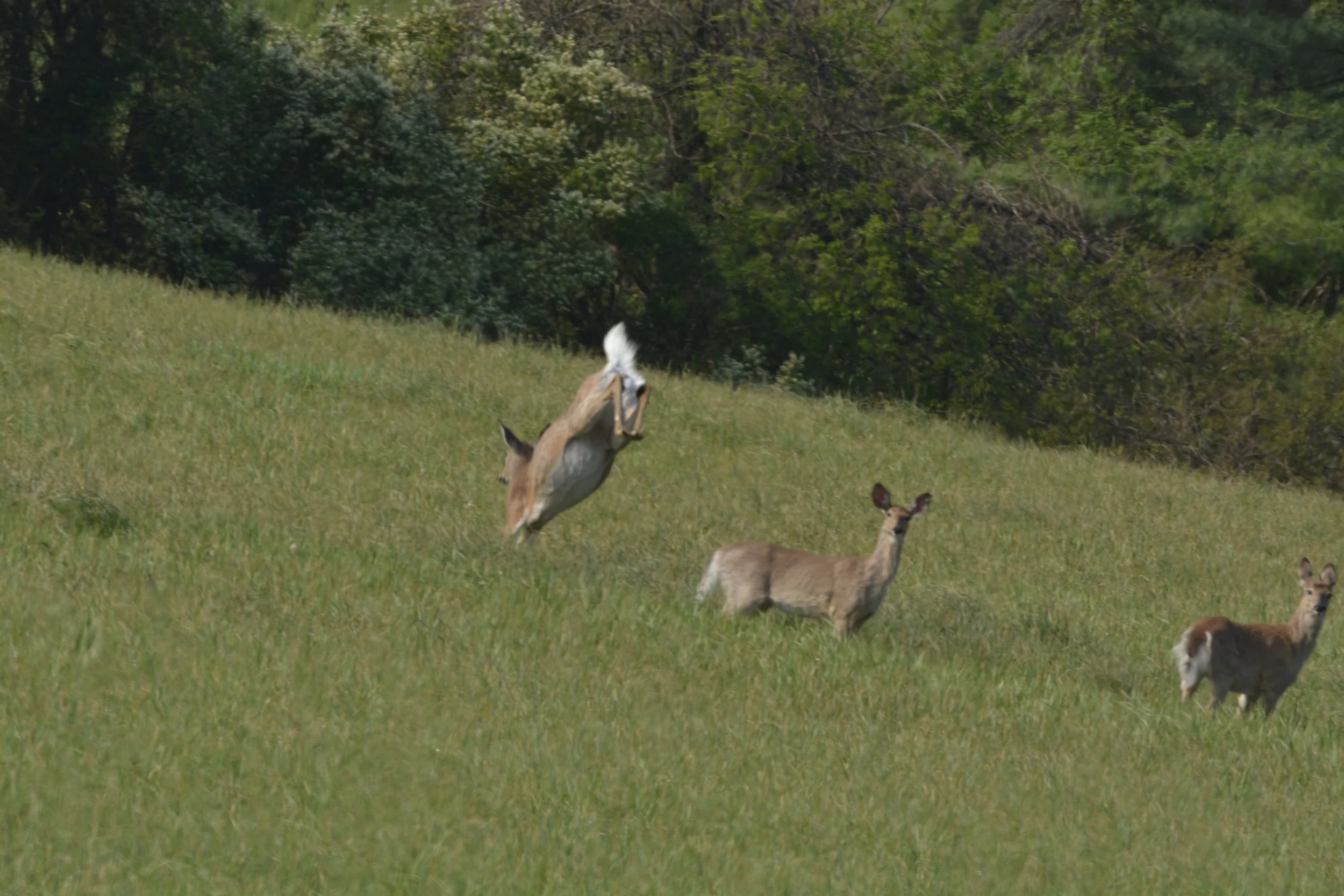 Three Things Thursday:  Oh Deer!  The Impacts of Overabundant Deer