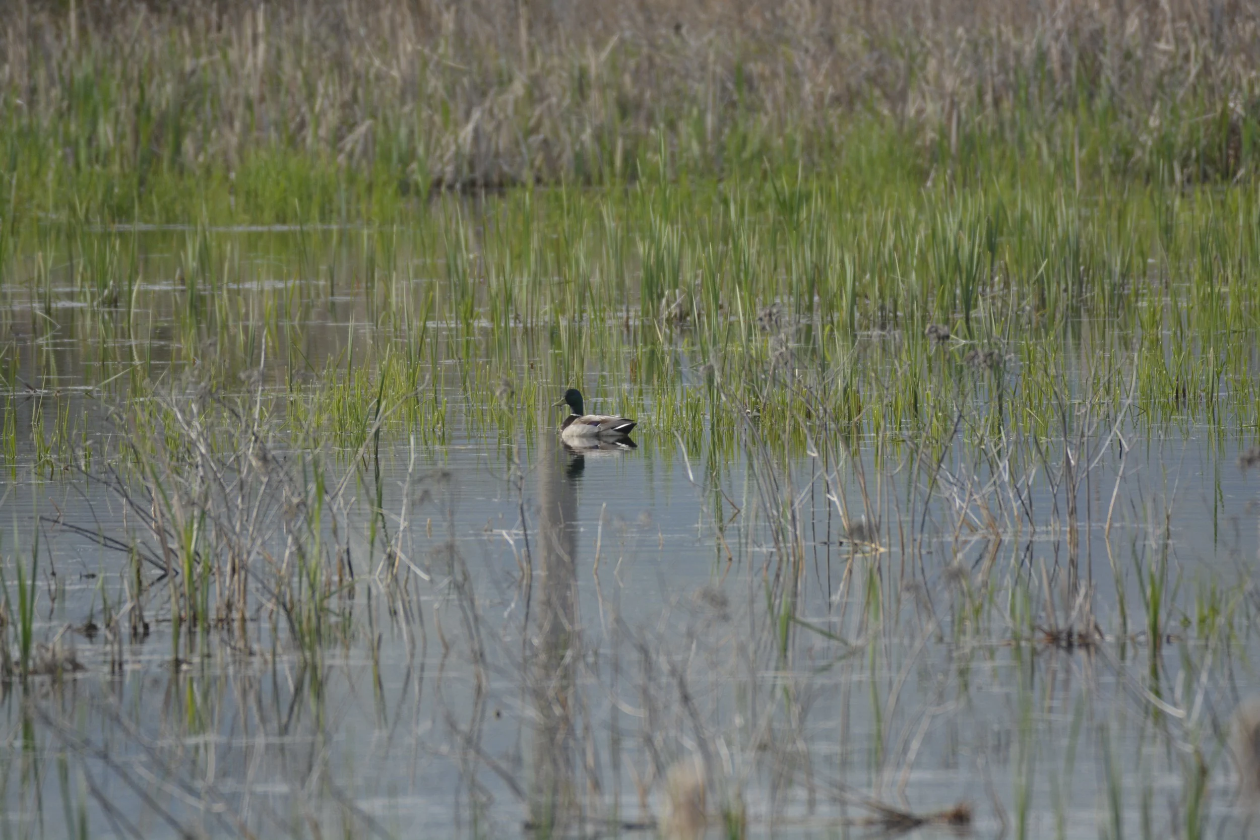Monday Morning Ramble: Gateway Reserve, Hamilton