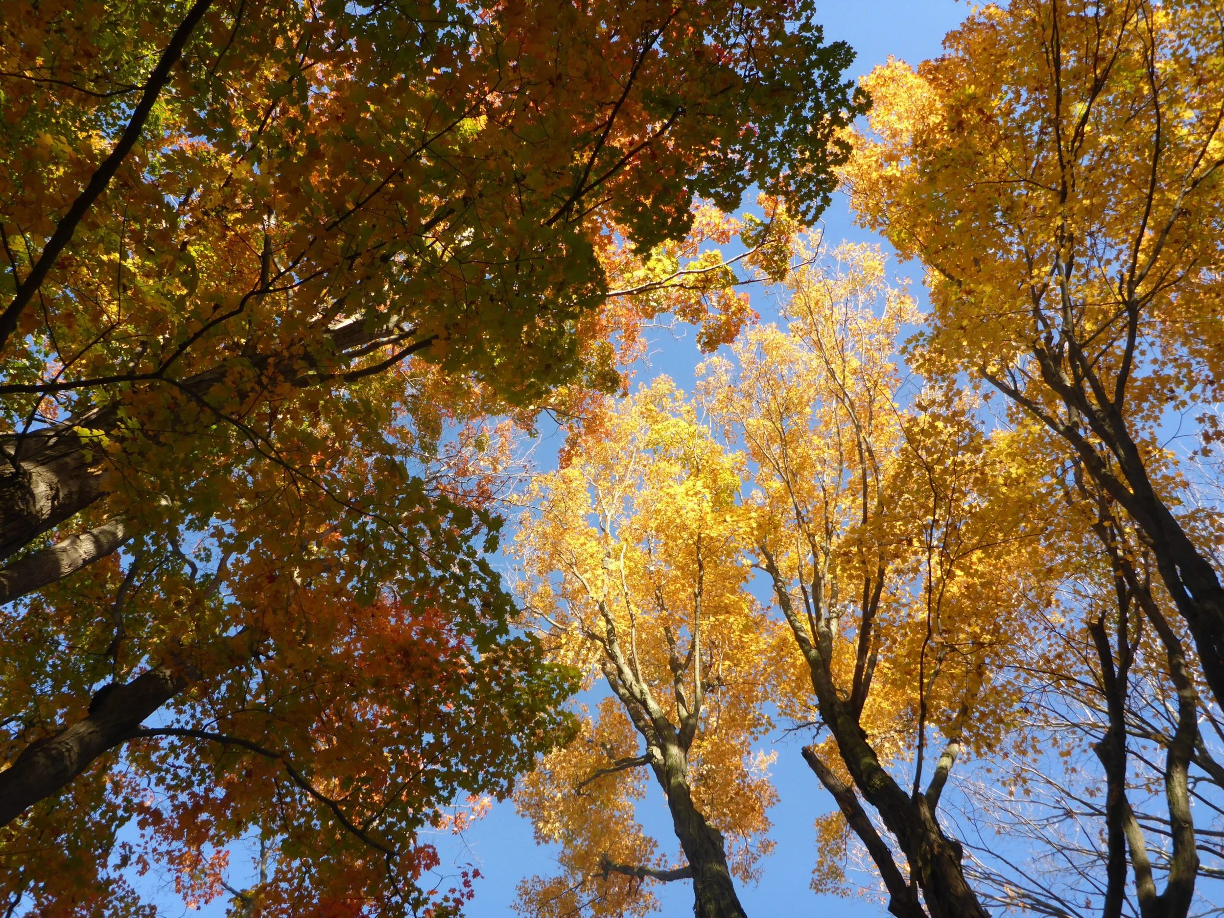 Fall Festival