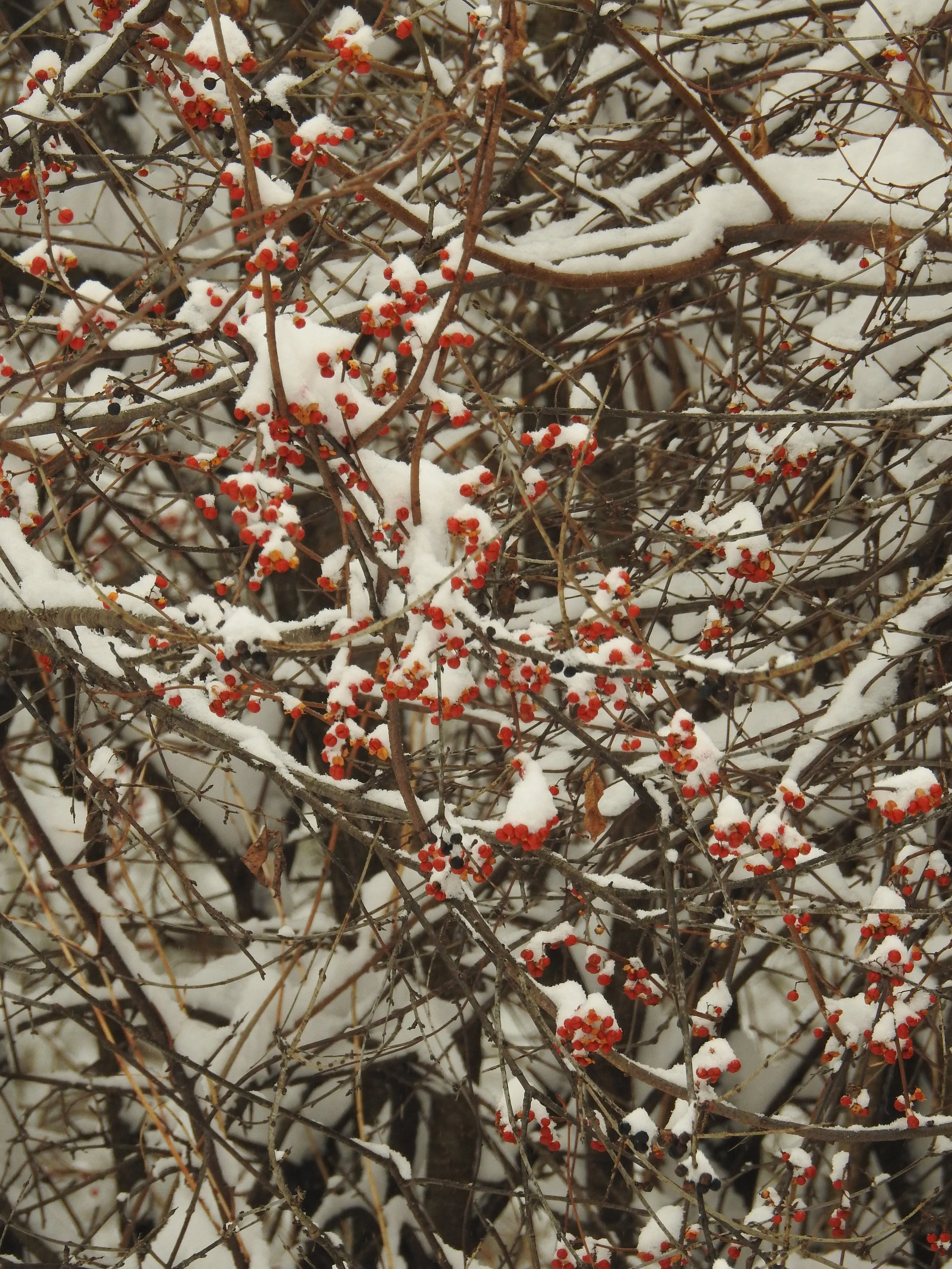 Visitor Center Closed