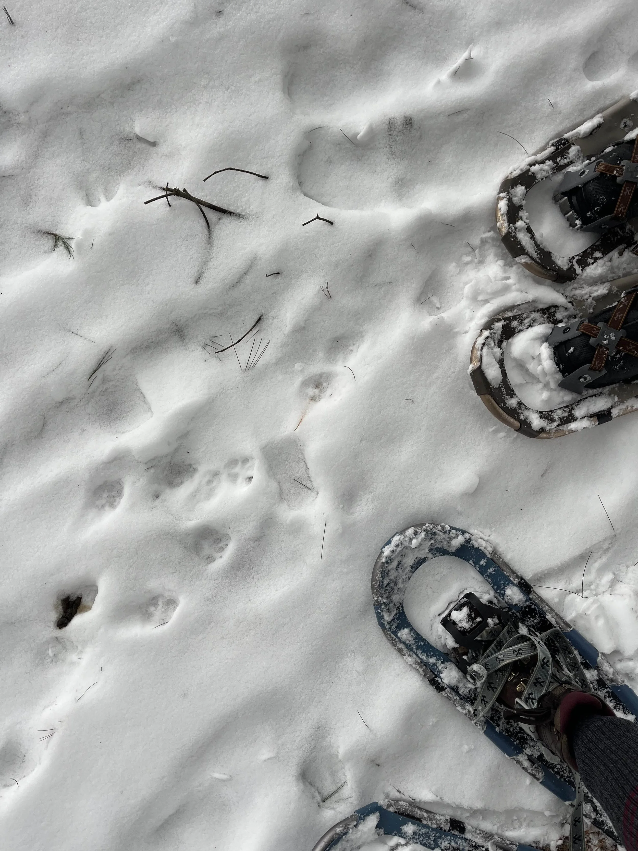 Snowshoe at Adams Farm