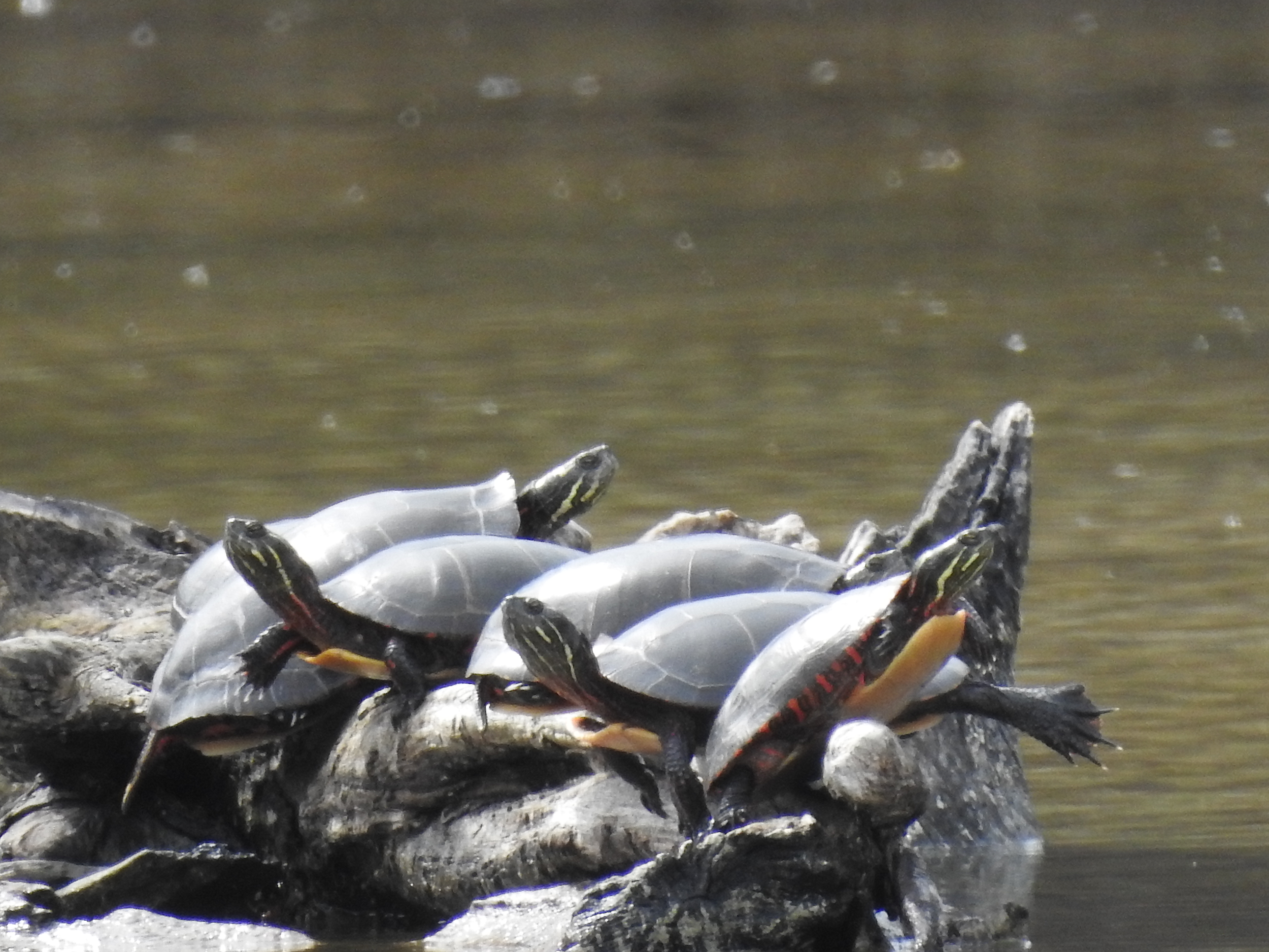 Open Homeschool Group: Aquatic Field Day