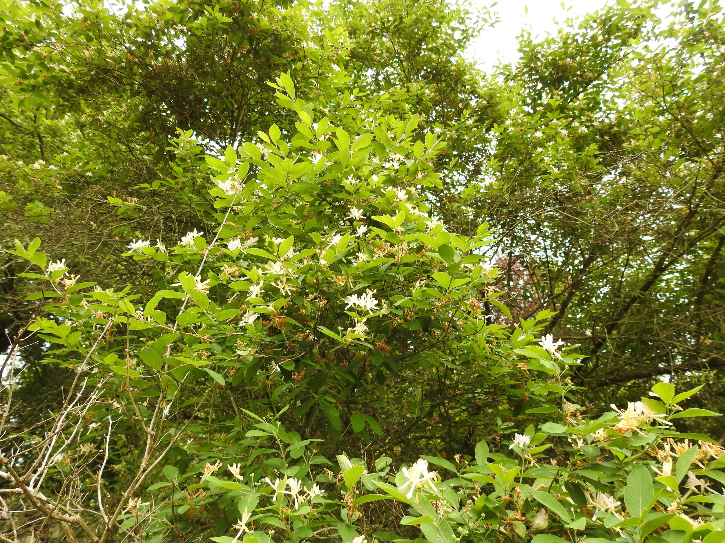 Hike & Seek: Invasive Species at Adams Farm  