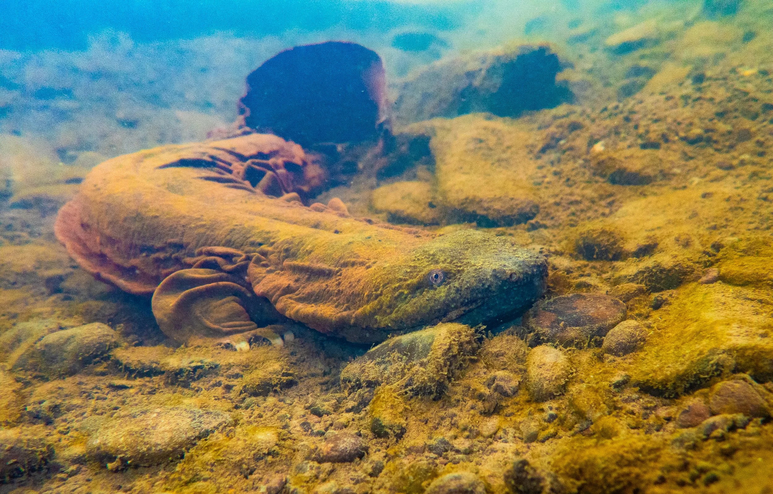 Hellbenders Program