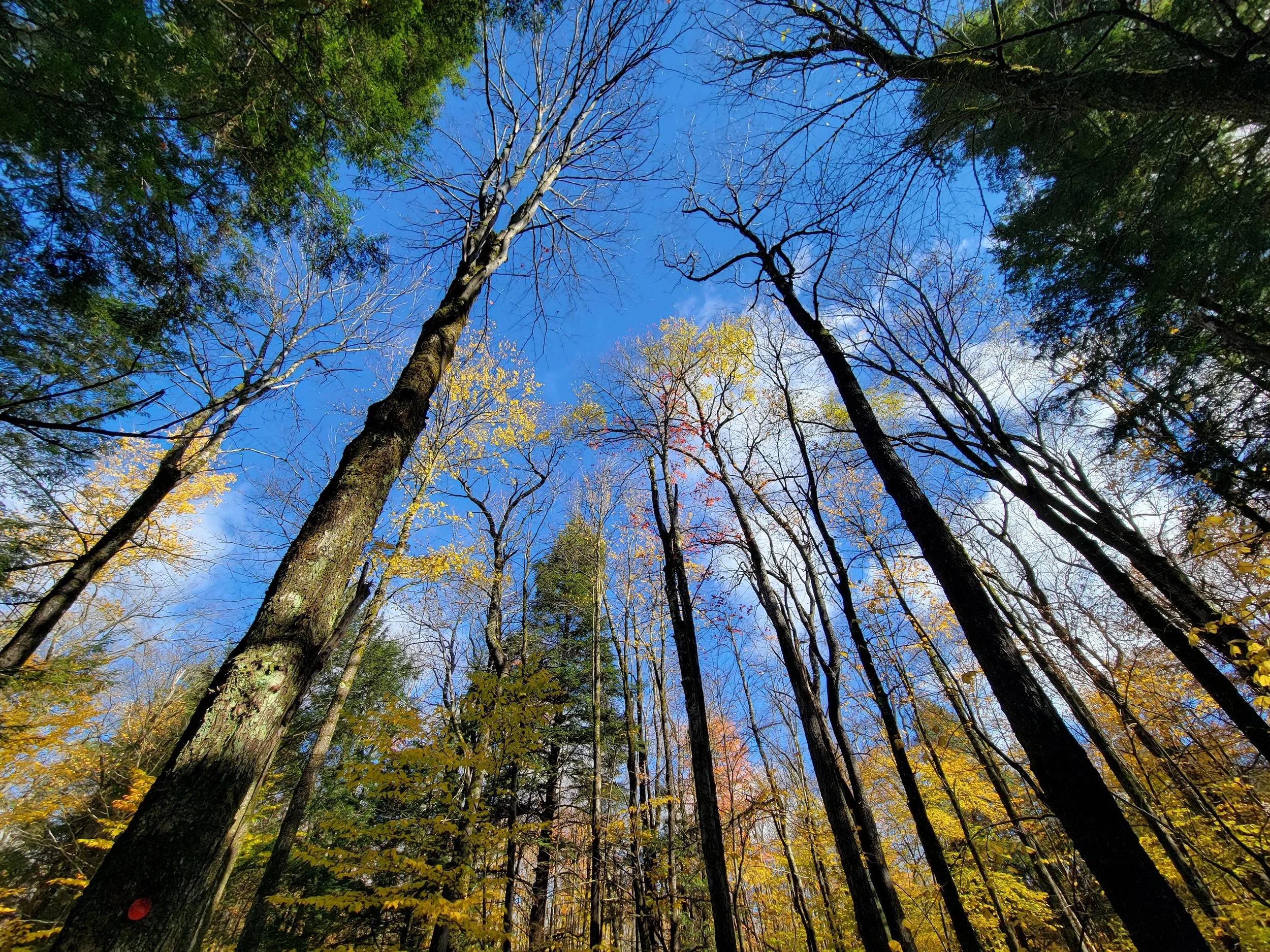 Forest Walk at Cush Hill