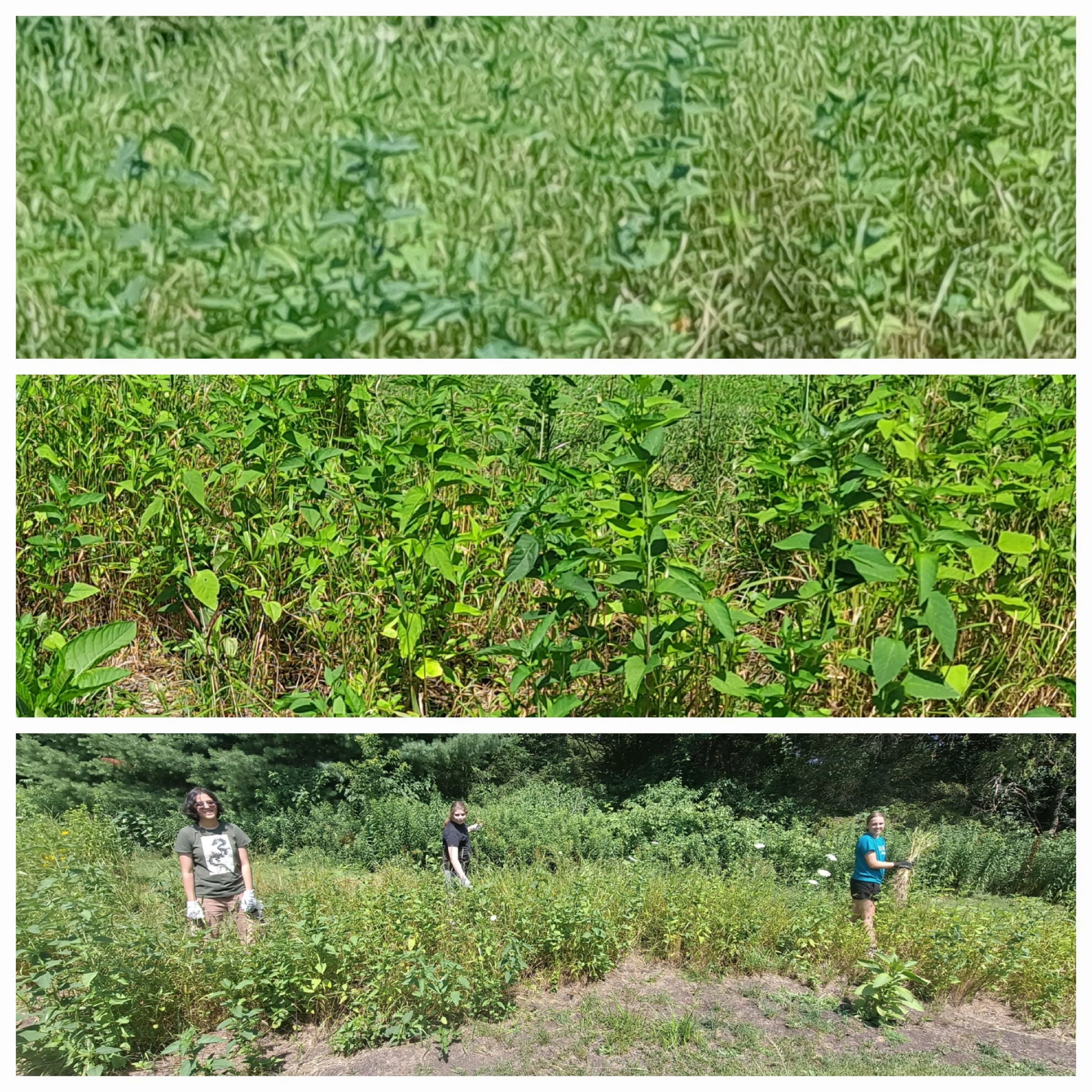 Emmalee, Karen, and Amber remediating Plot #5 in July of 2026, removing grasses to give flowers room to bloom.