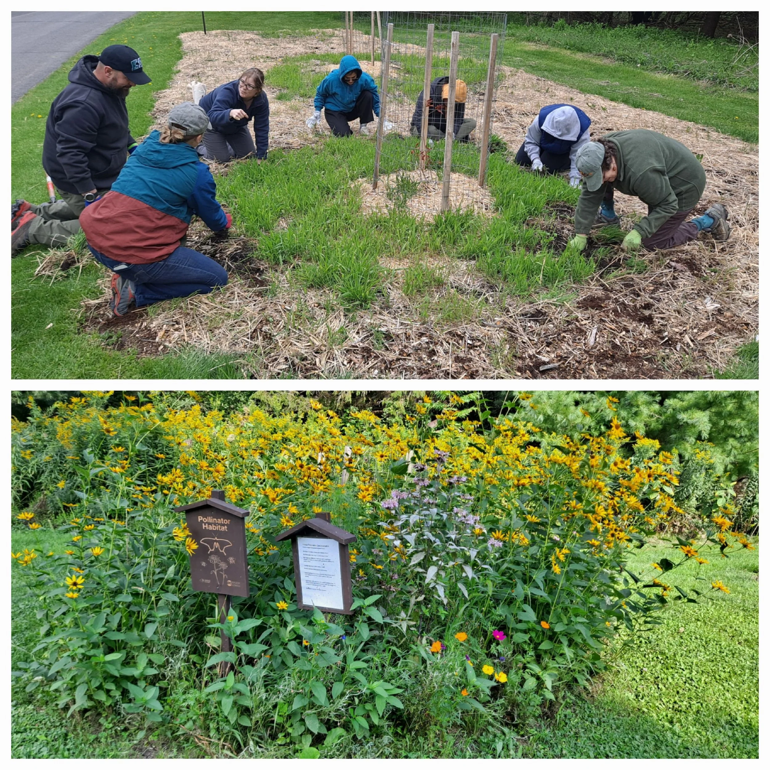 Marsha, Emmalee and her father Mike, Sara Taggart, Karen & Laura Singh, Holly Crouch, volunteering on I Love My Park Day- weeding and seeding plot #4- the fruit of their labors!