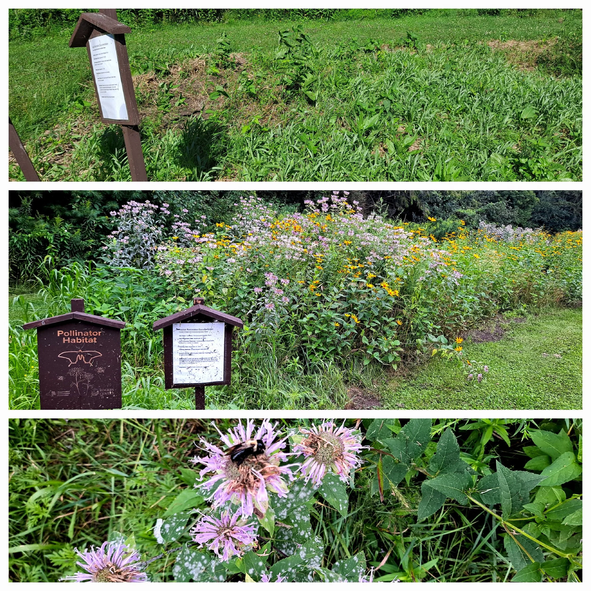 Spring planting versus full bloom in one of our volunteer-planted pollinator plots. Beeutiful!