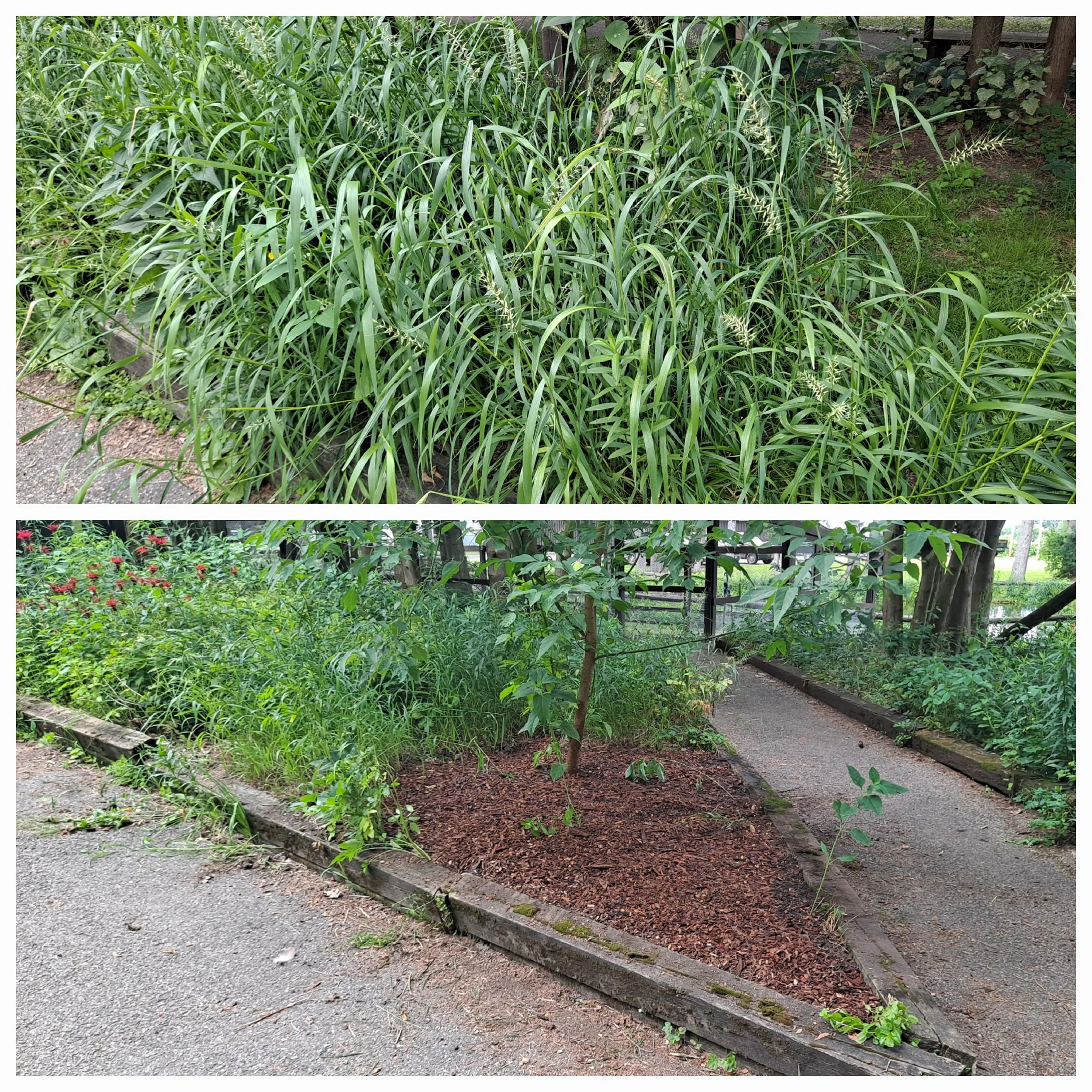 Emmalee and Karen remediated this plot and planted Solomon’s seal donated by a friend of Rogers, Paul Read. 