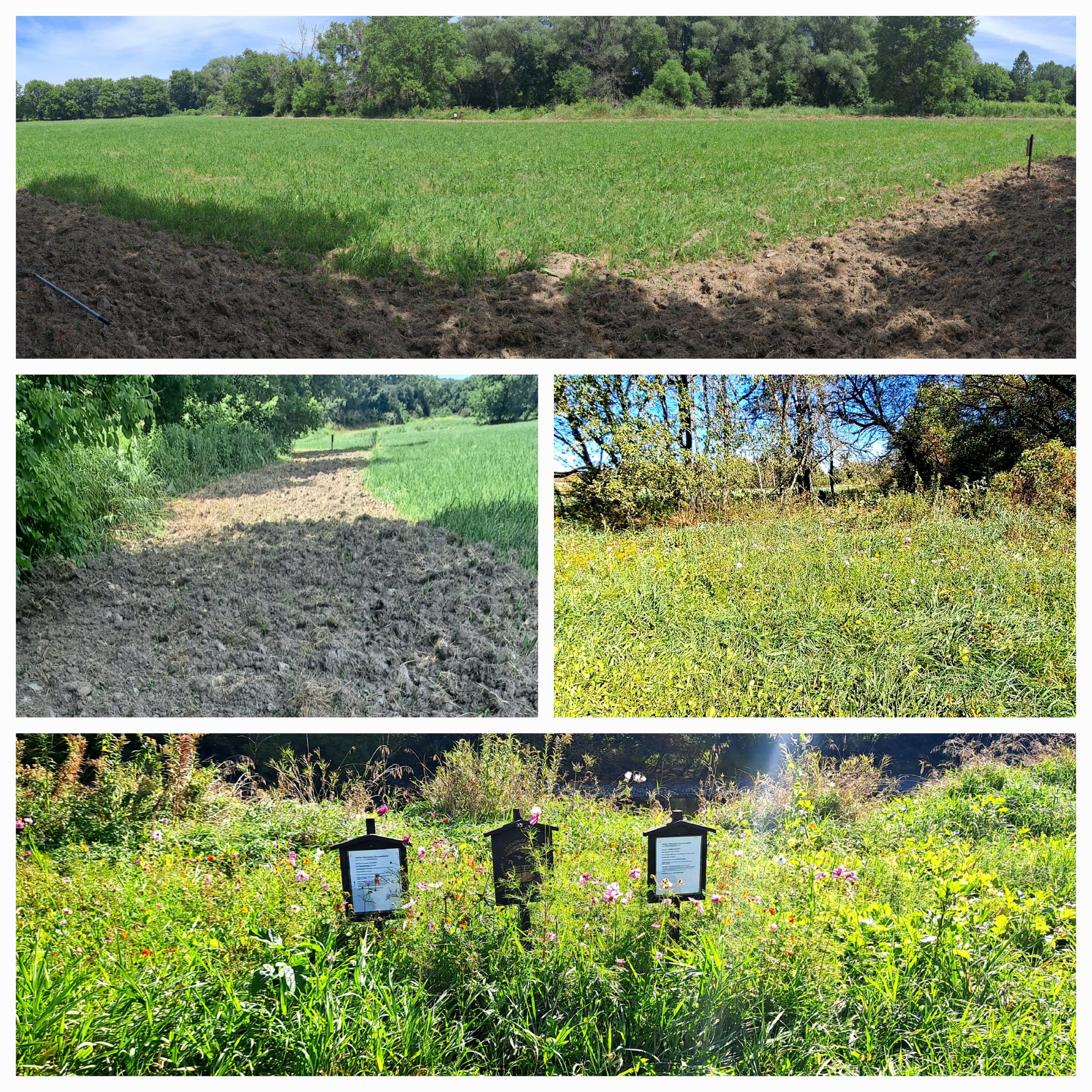 Friends of Rogers' Gil Polk says, "I can't believe how well this 2.5 acre farm field responded to the efforts of intern Cat, volunteer Giselle, and myself after we raked and seeded the freshly tilled perimeter with clover and wildflowers."